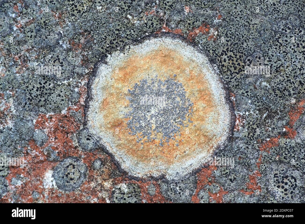 I Rhizocarpons o i lichens della mappa sono considerati il più vecchio organismo vivente sulla terra, età-stimata a 8,600 anni. Esemplare della Finlandia Foto Stock