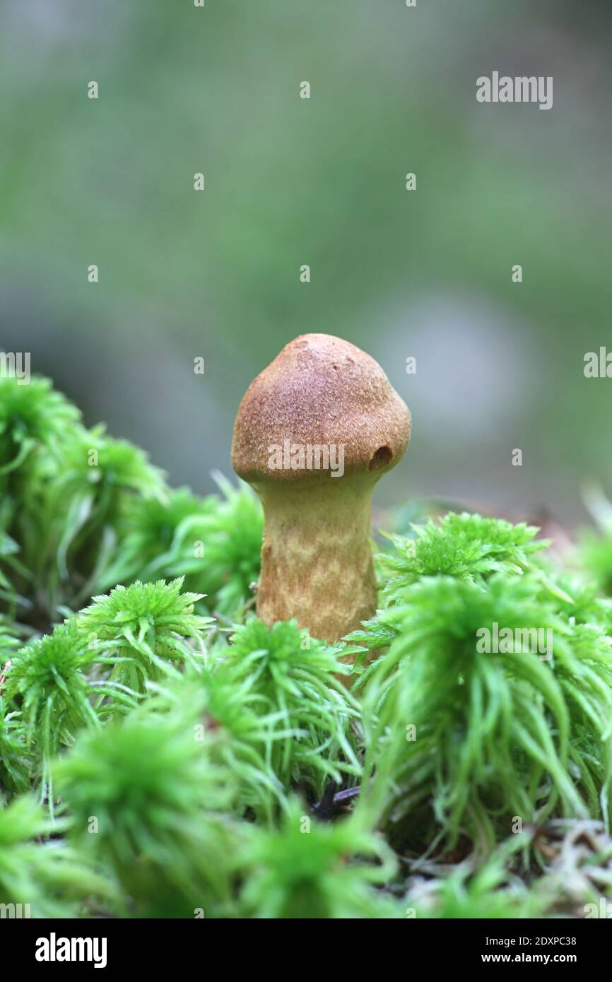 Cortinarius rubellus, conosciuto come il cappuccio mortale della tela, fungo velenoso selvaggio dalla Finlandia Foto Stock