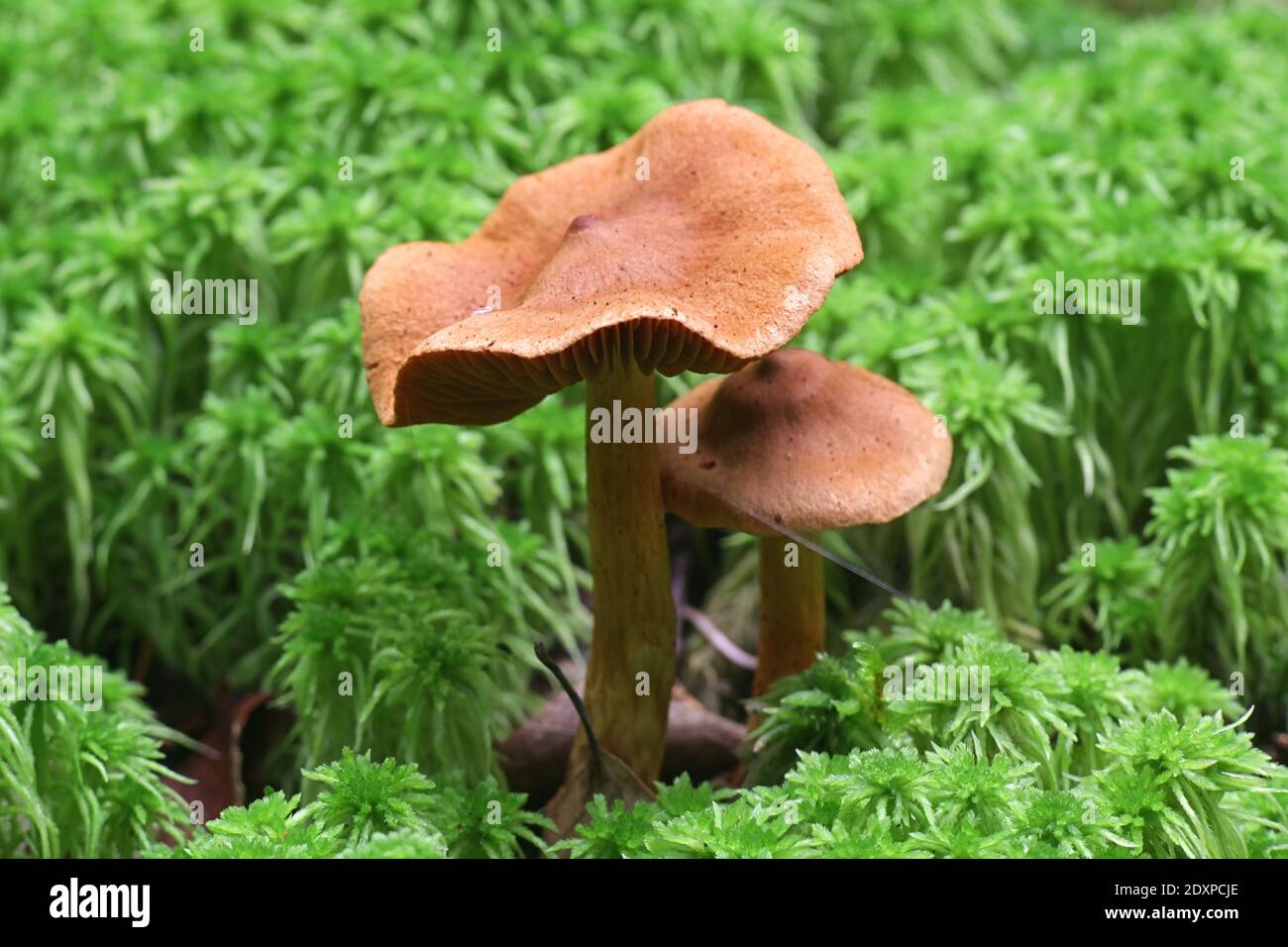 Cortinarius rubellus, conosciuto come il cappuccio mortale della tela, fungo velenoso selvaggio dalla Finlandia Foto Stock