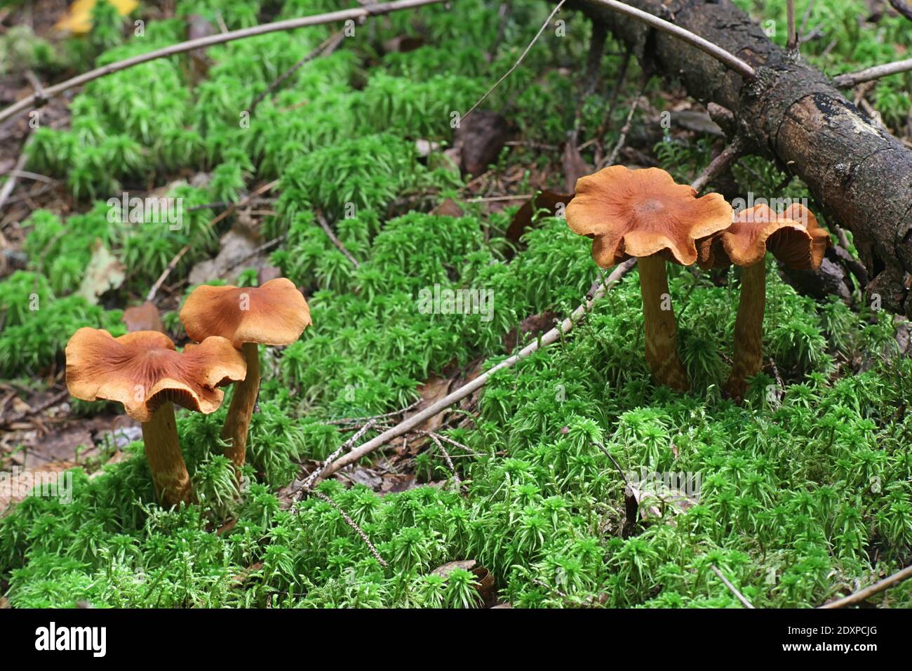 Cortinarius rubellus, conosciuto come il cappuccio mortale della tela, fungo velenoso selvaggio dalla Finlandia Foto Stock