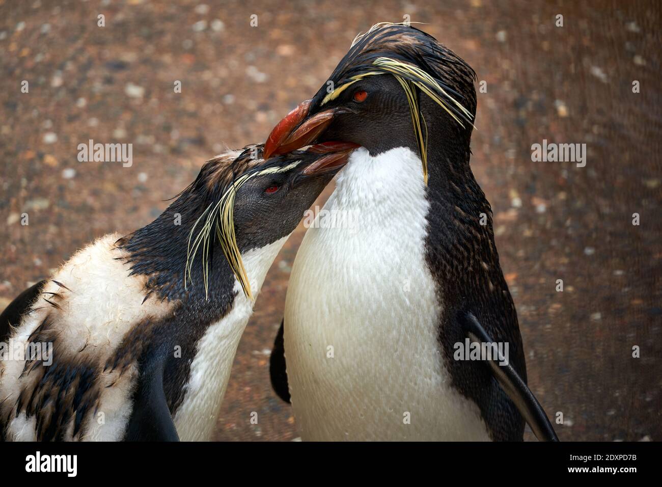Due pinguini della Northern Rockhopper in cattività nel RZSS Edinburgh Zoo, Scozia, Regno Unito Foto Stock