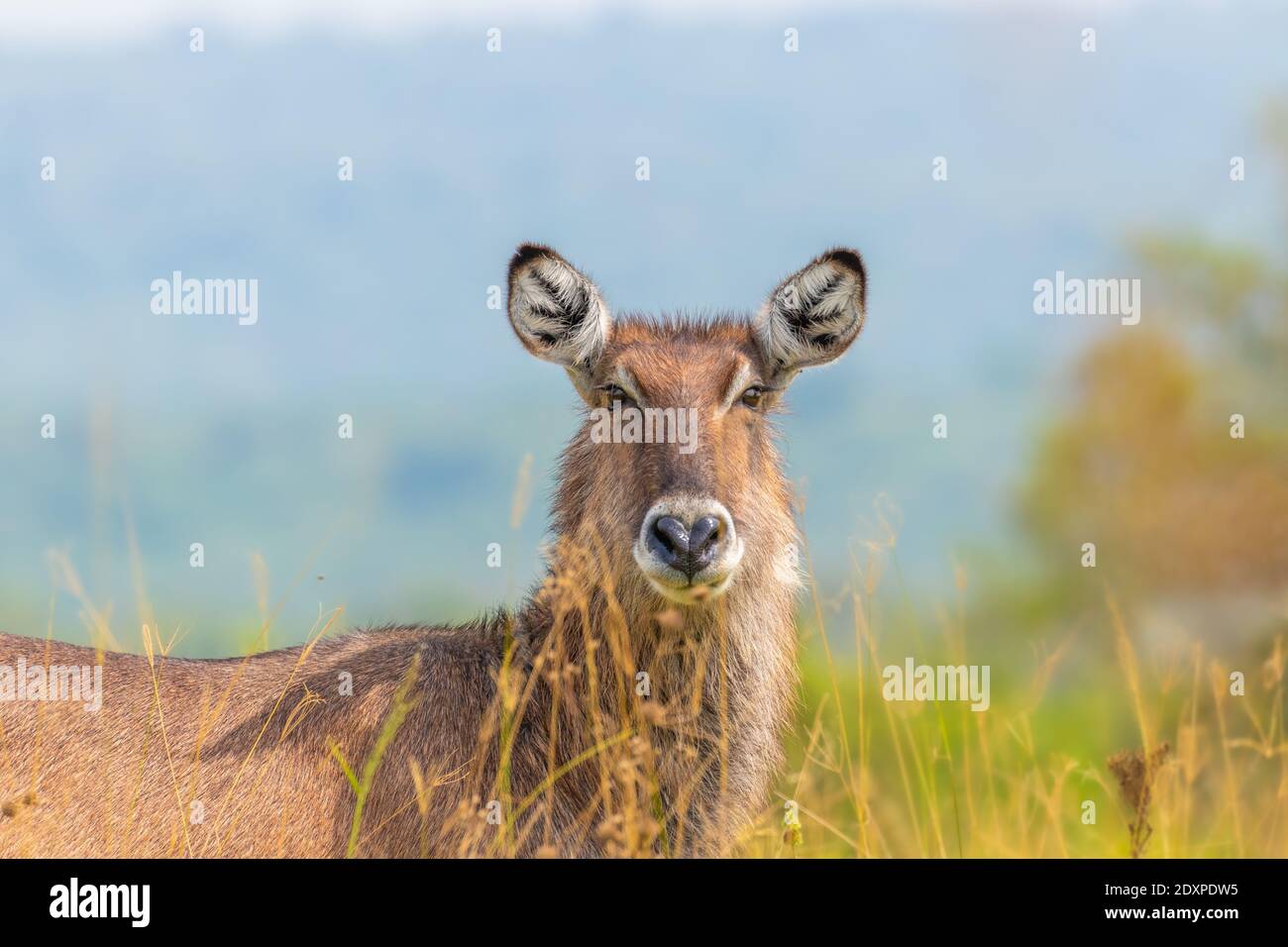 Female defassa Waterbuck ( Kobus ellissiprymnus defassa), Parco Nazionale del Lago Mburo, Uganda. Foto Stock