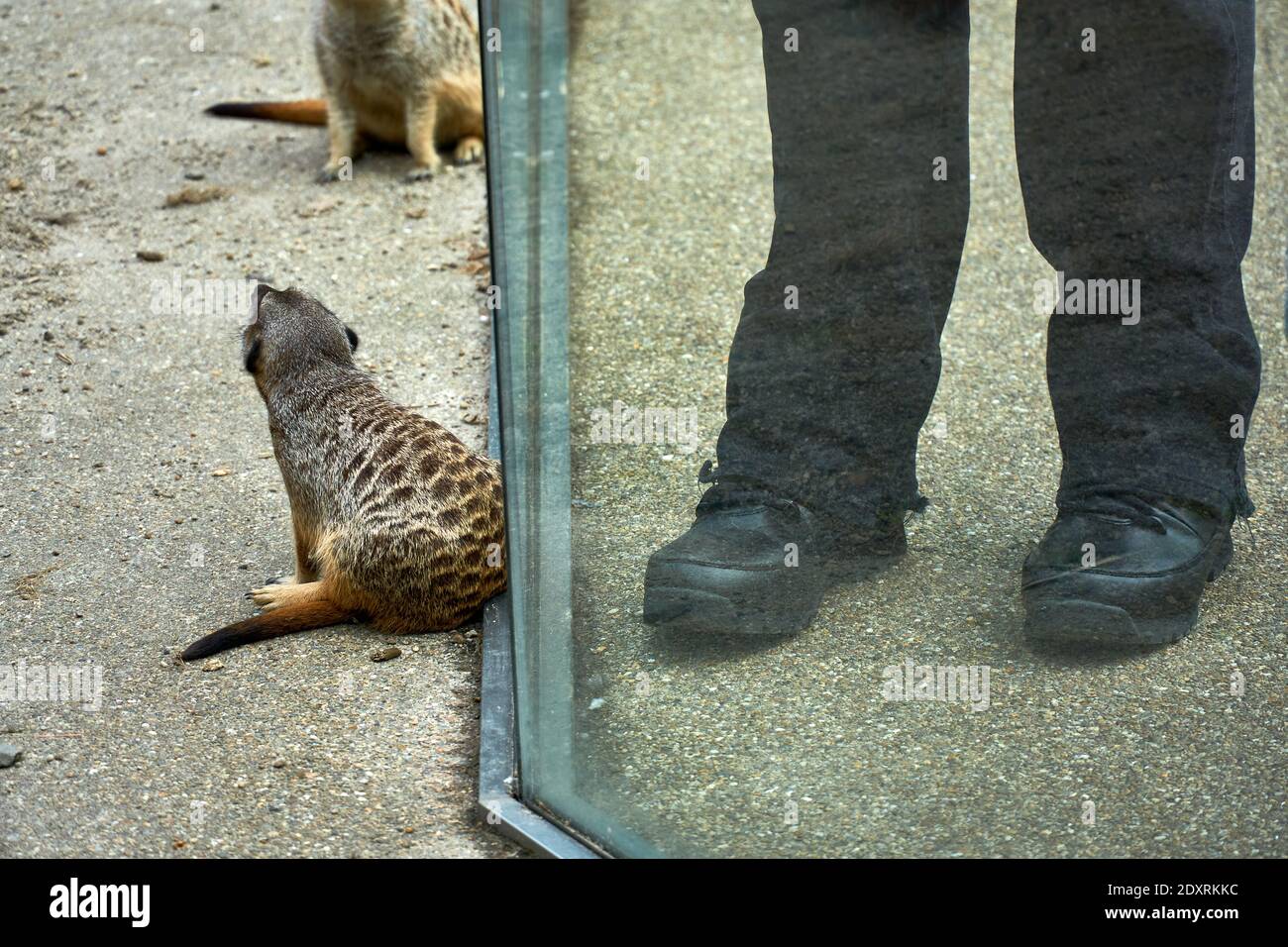 Visitatore che fotografa da vicino meerkat / suricati nel loro recinto nello zoo di Edimburgo RZSS, Scozia, Regno Unito Foto Stock