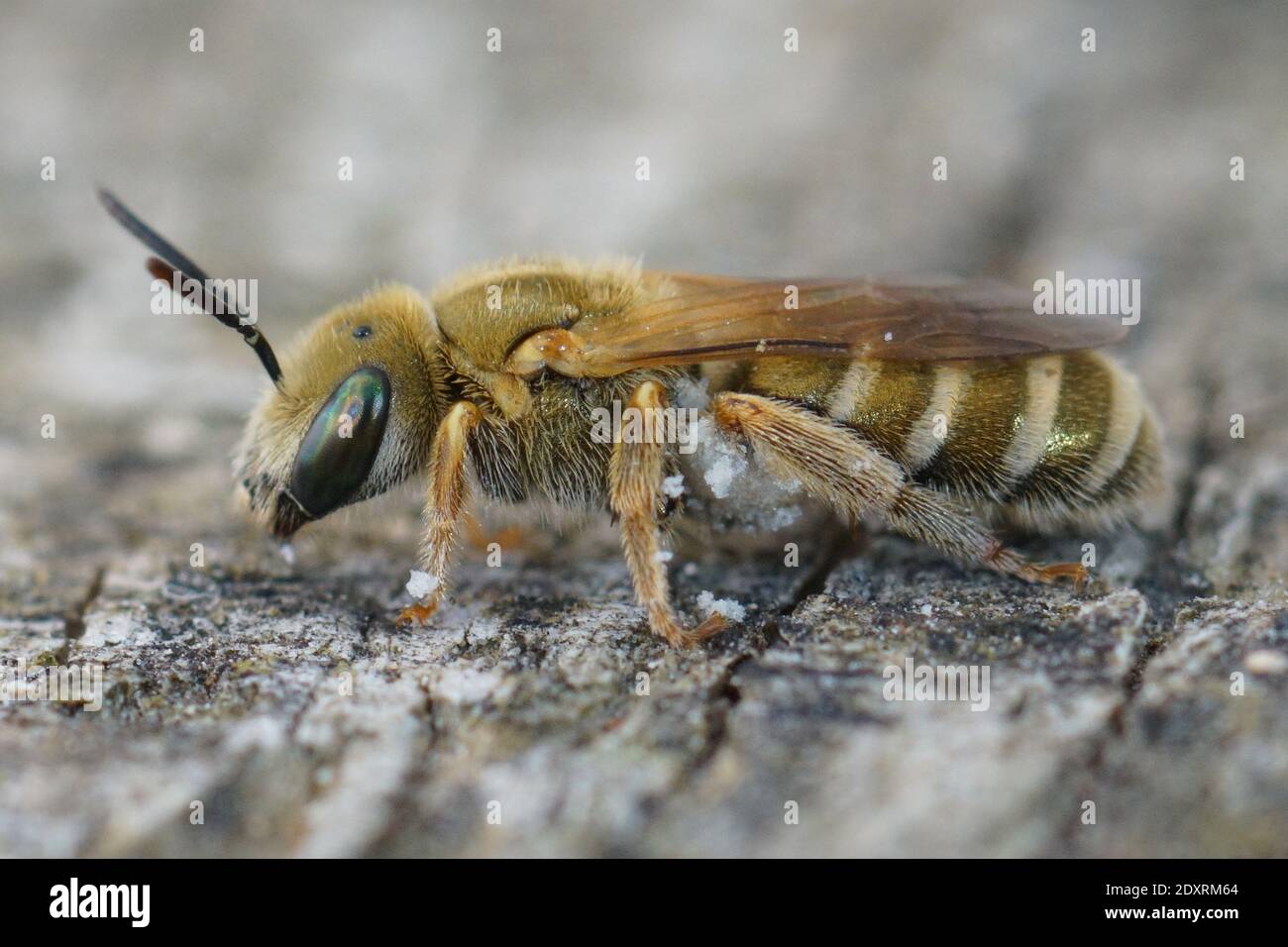 Closeup di un'ape di oro femminile, Halictus subauratus da Gard, Francia Foto Stock