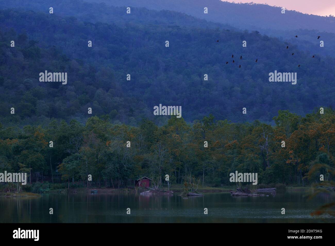 Bellissimo gruppo di anatra fischiante meno male sulla vita del lago e. ambiente di sfondo naturale della foresta pluviale Foto Stock