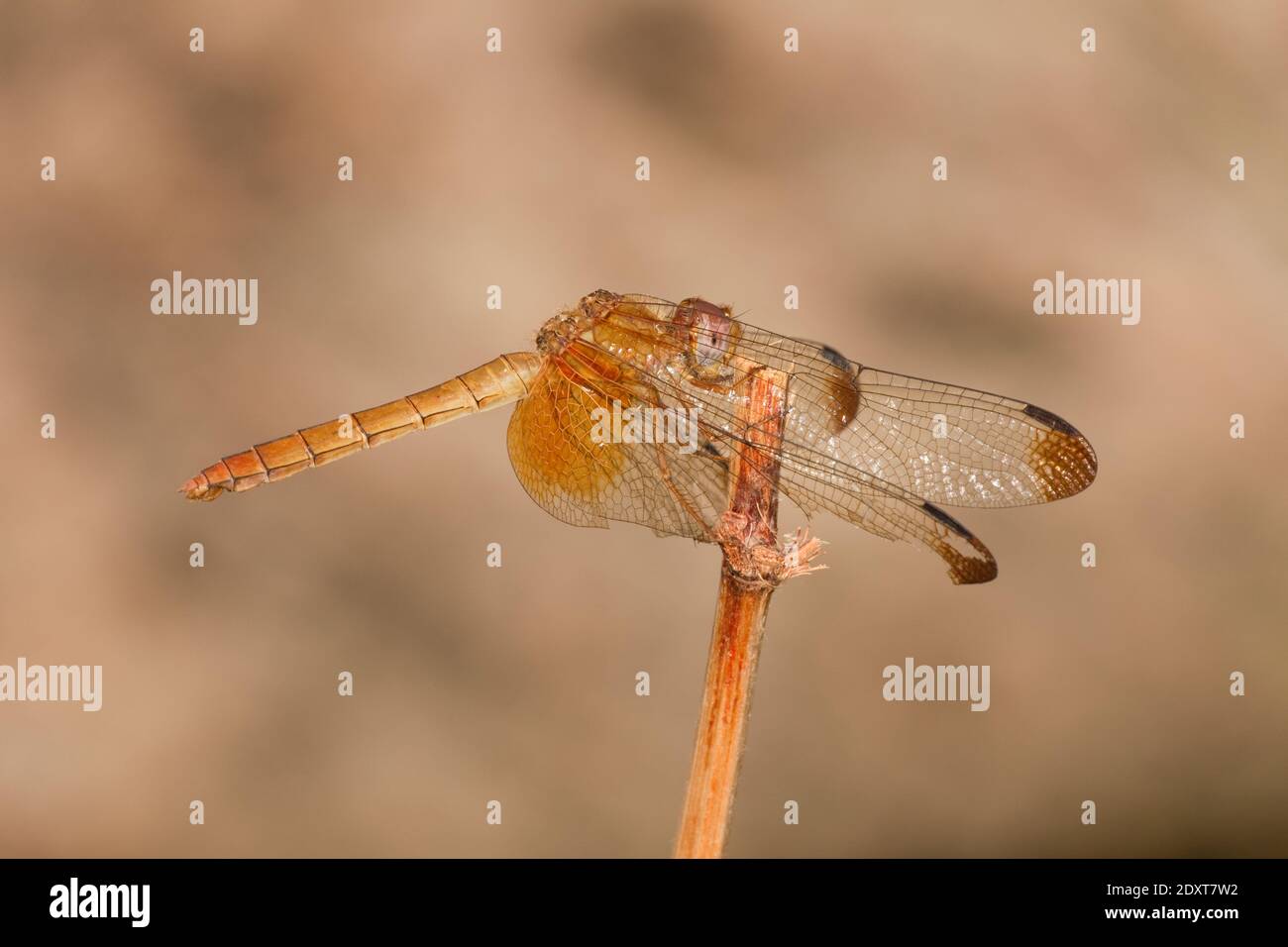 Maya Setwing Dragonfly femmina, Dythemis maya, Libellulidae. Foto Stock
