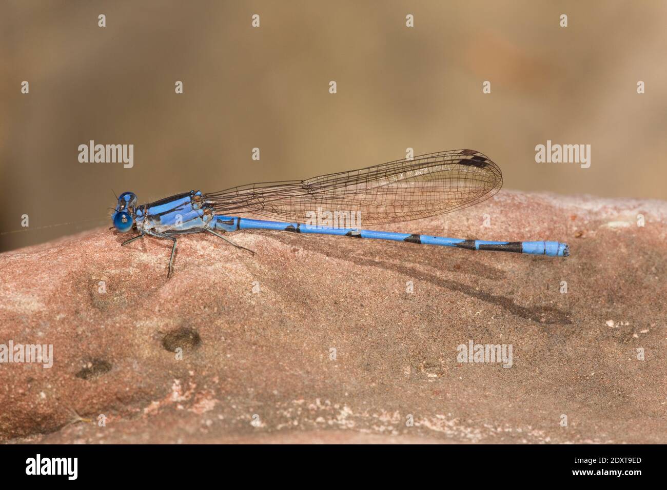 Sierra Madre Dancer Damselfly maschio, Argia lacrimans, Coenagrifonidae. Foto Stock