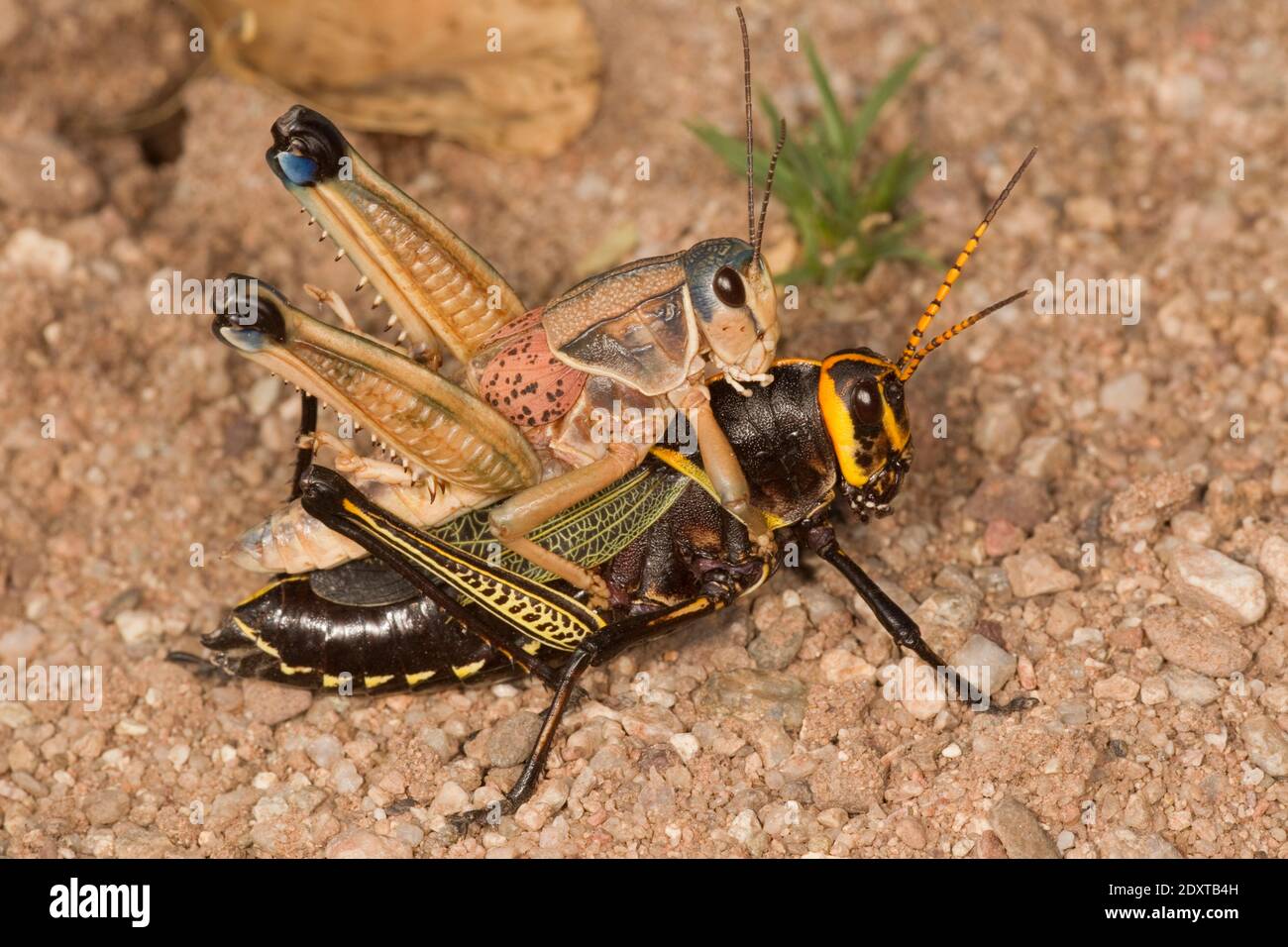 Lubrificante piano Grasshopper maschio, Brachystola magna, accoppiamento con lubrificante a Cavallo Grasshopper femmina, eques Taeniopoda, Acridae. Foto Stock