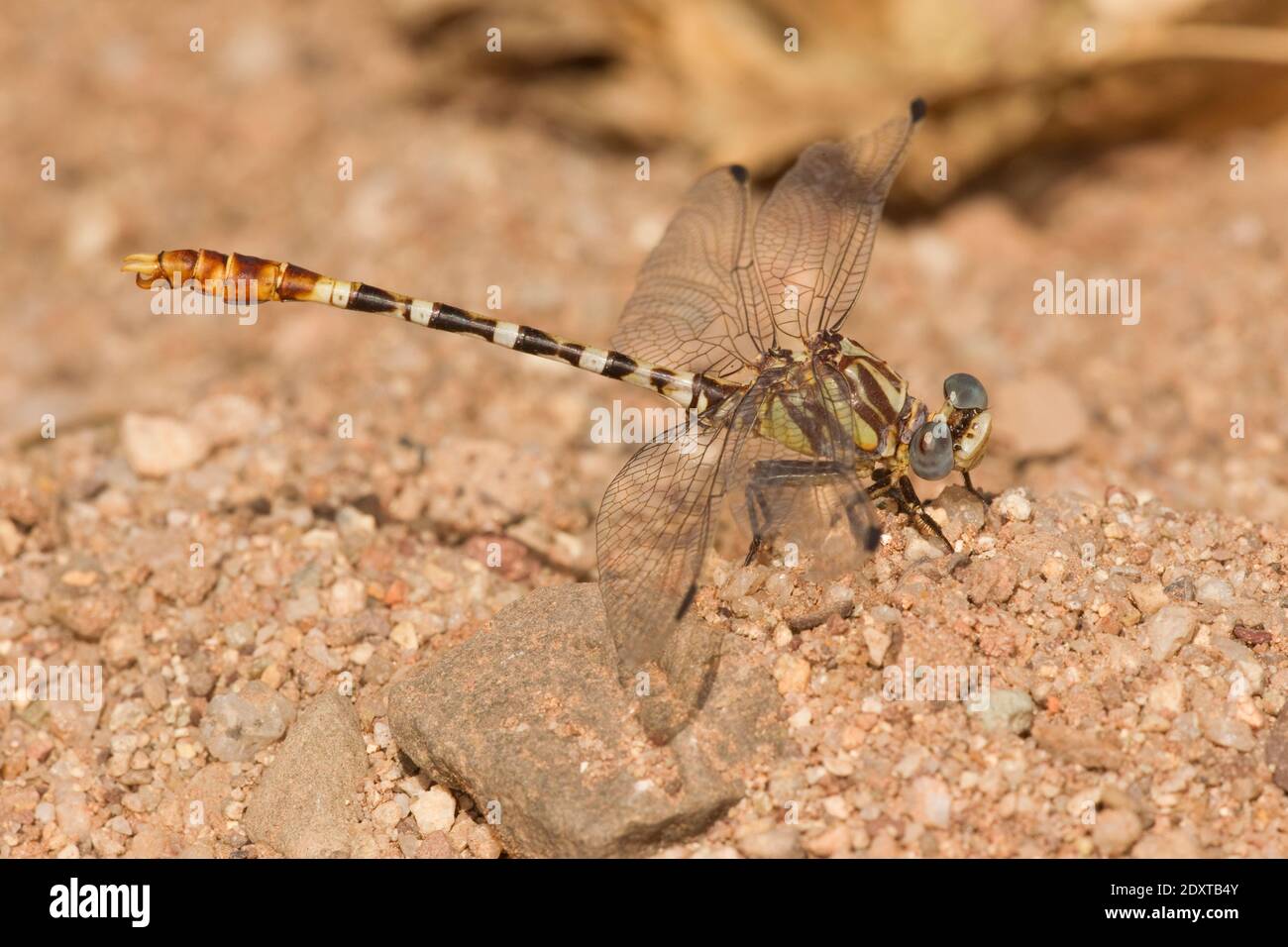 Ringtail Dragonfly maschio con cintura bianca, Erpetogomphus compositus, Gomphidae. Foto Stock