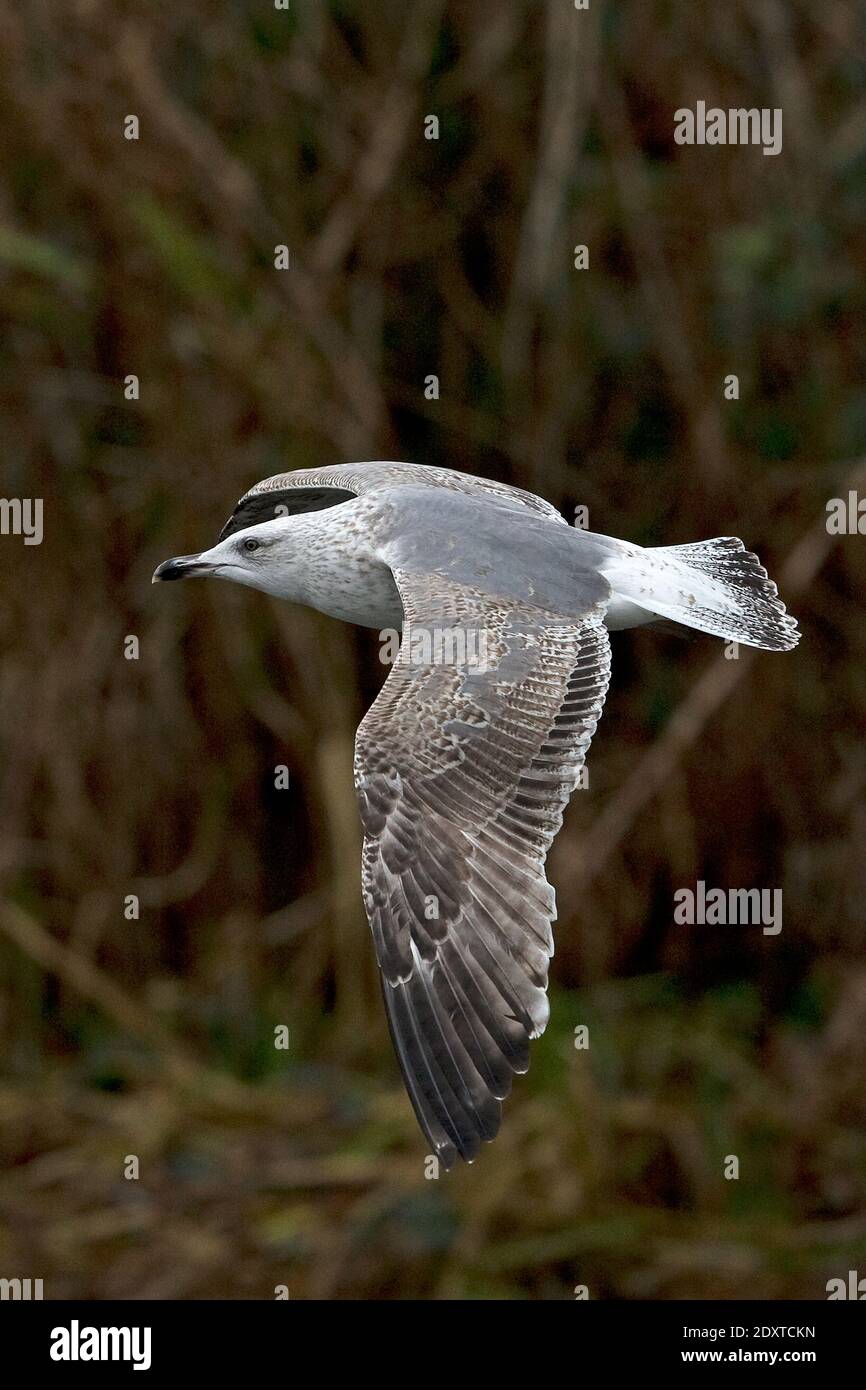 Seconda inverno ibrido Gull di aringa (Larus argentatus)/Gull nero-backed minore (Larus fuscus) Norwich Foto Stock