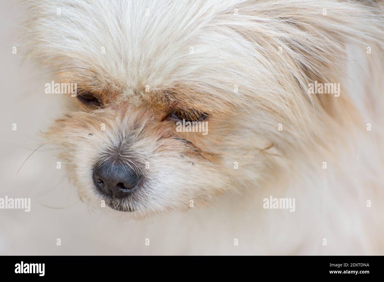 Primo piano di peloso cucciolo pekingese cane Foto Stock