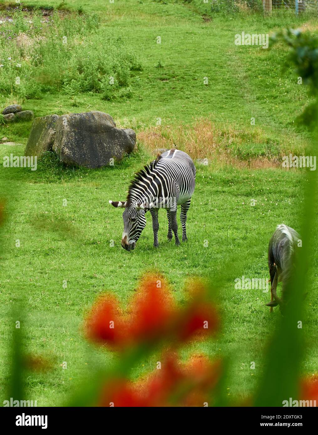 Zebre pascolo in un campo in RZSS Edinburgh Zoo, Scozia, Regno Unito Foto Stock