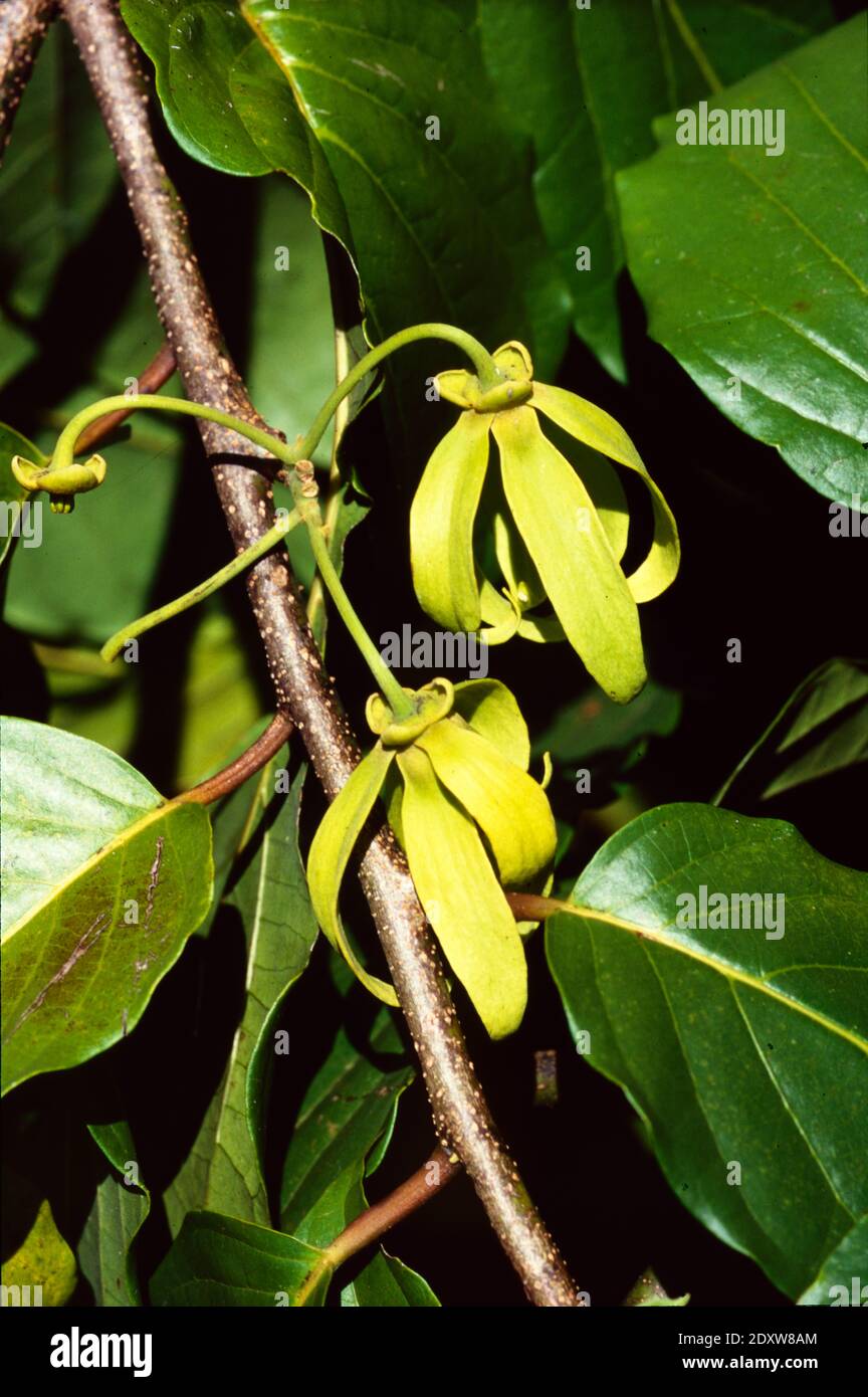 Fiori gialli di Ylang-Ylang, Cananga odorata o Canaga alberi, aka fragrante Canaga, Macassar-Oil pianta o profumo albero Nosy essere Madagascar Foto Stock