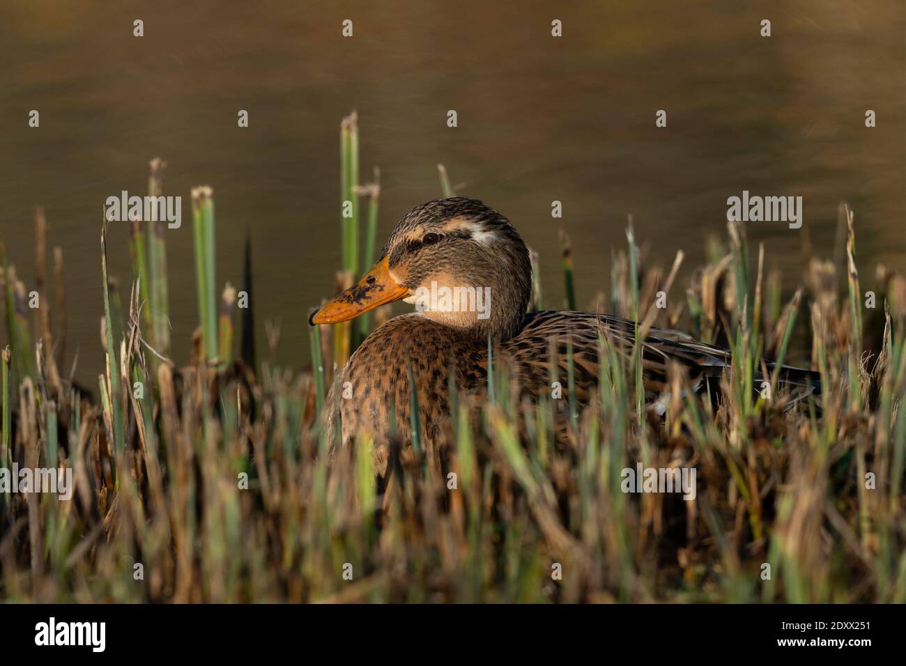 Femmina Mallard-'Anas platyrhynchos. Inverno Foto Stock