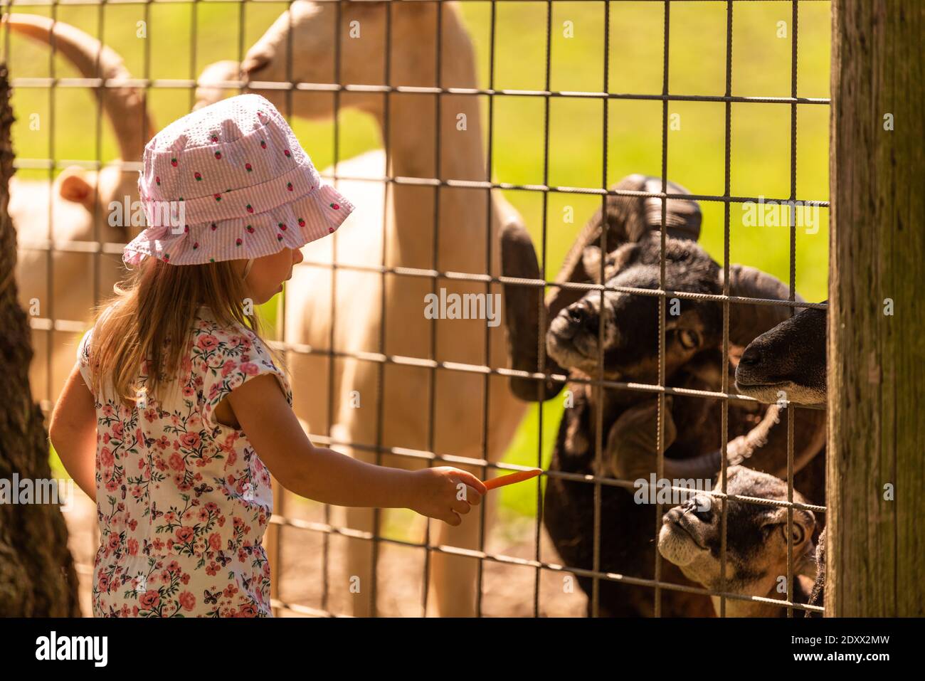 Madre ragazza di due anni in terreni agricoli che alimenta capre. Foto Stock