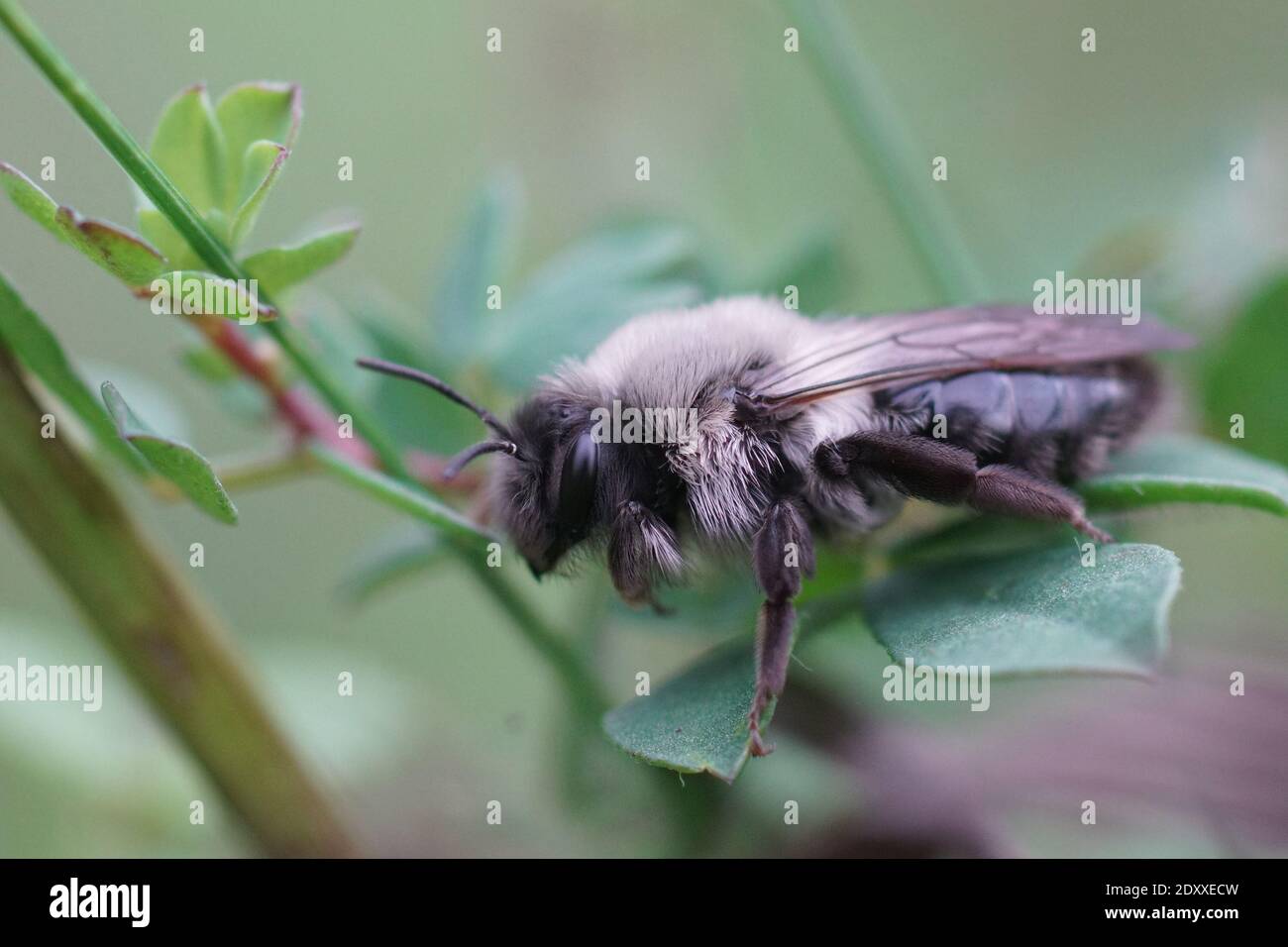 Primo piano di un'ape di grandi tagliafoglie, Megachile ablisetta , da Gard, Francia Foto Stock