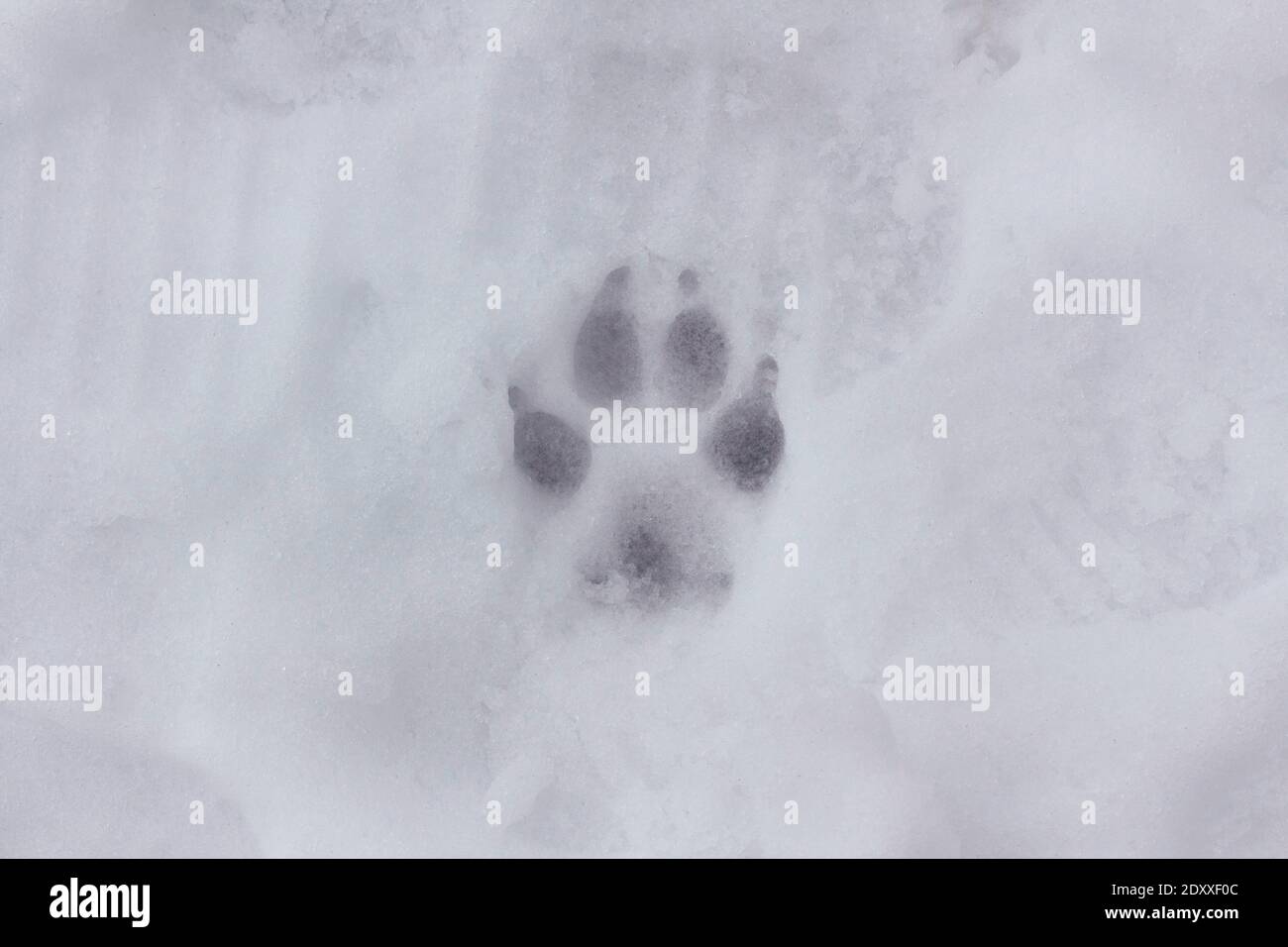 una singola stampa di zampa di cane nella neve durante l'inverno, paesaggio Foto Stock