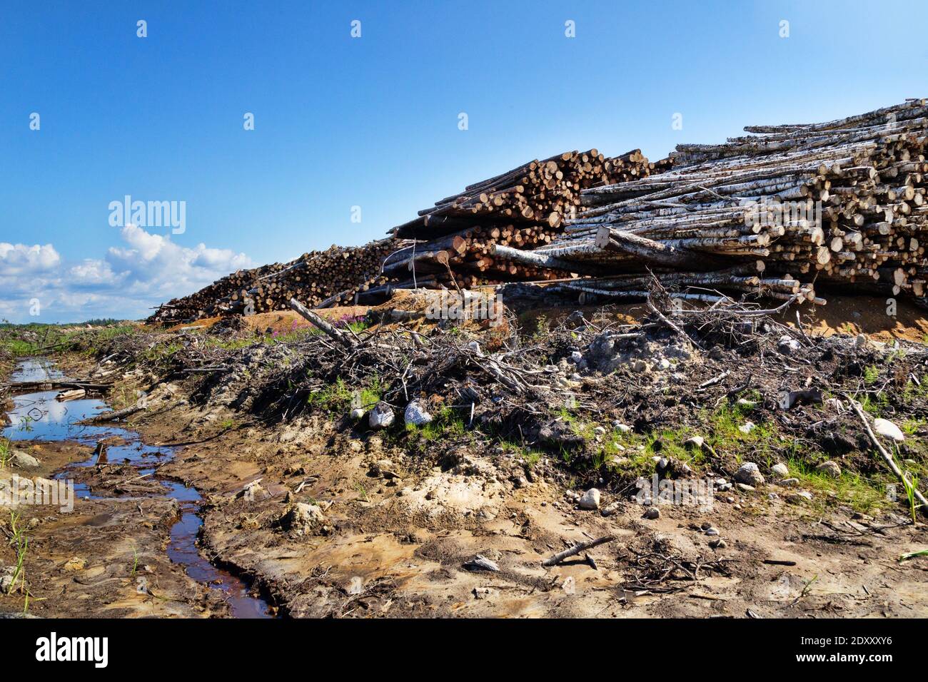 Enormi pile di legno rotondo (mucchio di tronchi, betulla, pino) nella zona forestale mista d'Europa Foto Stock