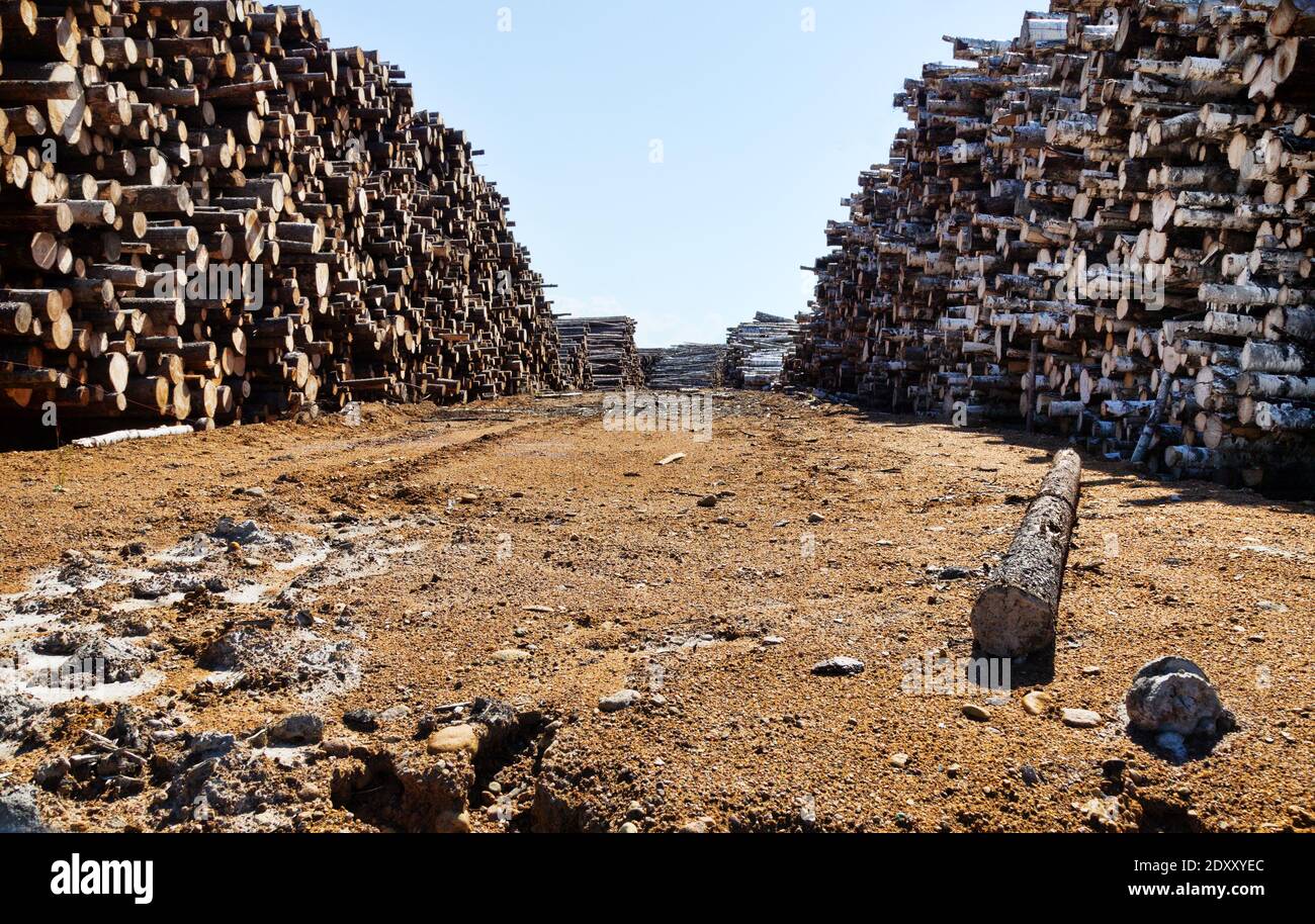 Enormi pile di legno rotondo (mucchio di tronchi, pino, betulla) nella zona forestale mista d'Europa Foto Stock