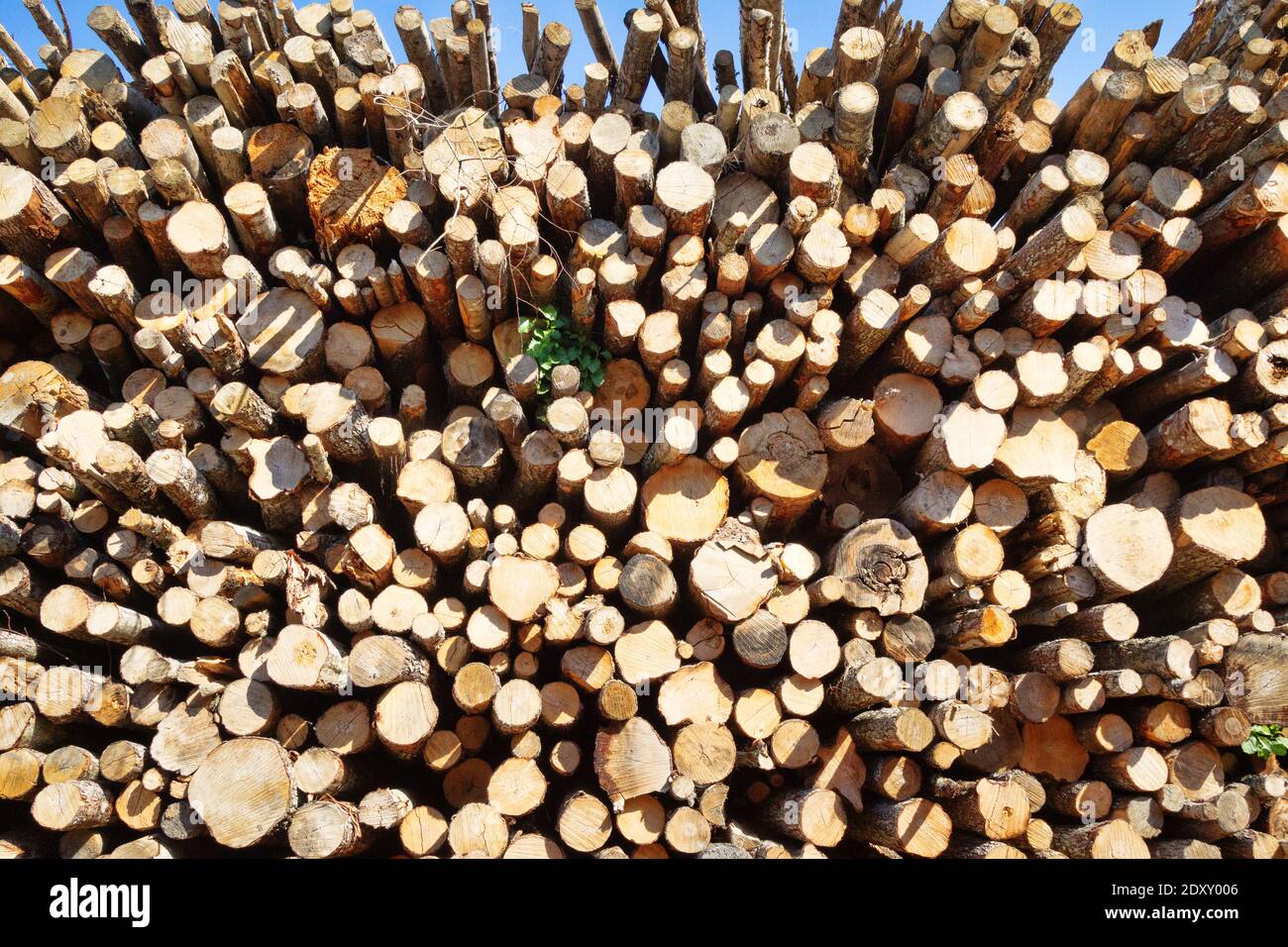 Taglio finale e enormi pile di legno rotondo (mucchio di tronchi, ontano) nella zona forestale mista d'Europa Foto Stock