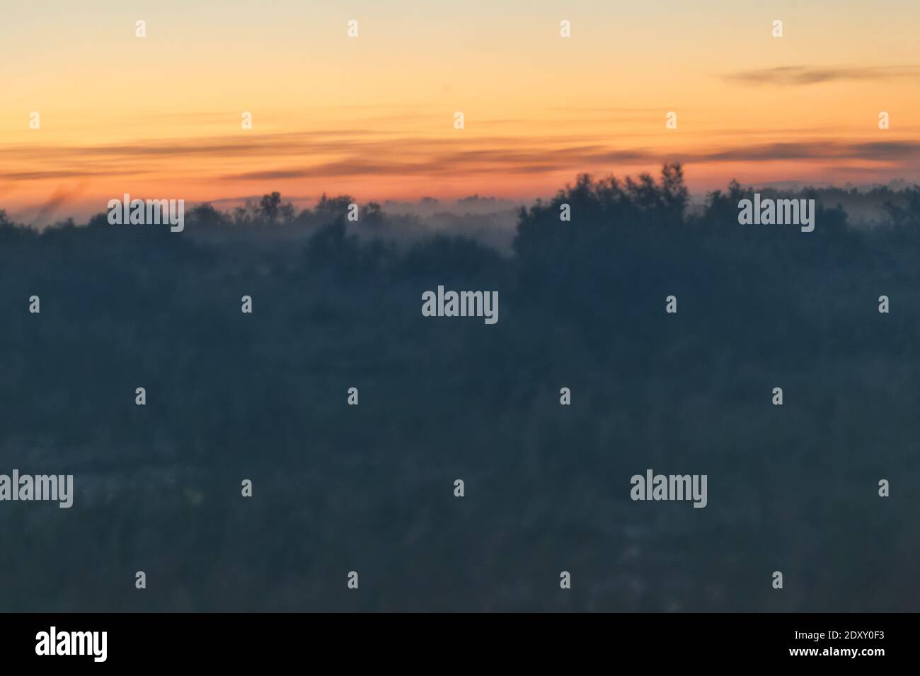 Un'alba ansiosa su un luogo infastidito e sinistro: Palude, fango glutinoso, gobbi paludosi, cespugli impassabili - è un luogo solitario, ma non per gli animali Foto Stock