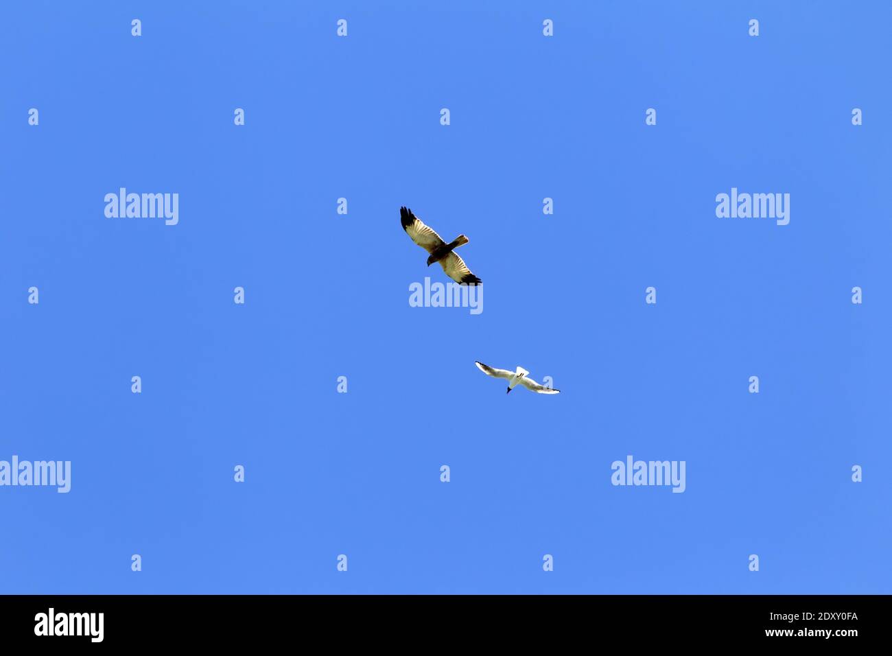 Etologia. Nero-testa gabbiano mobbing Marsh Harrier (Circus aeruginosus, maschio) in cielo blu a causa della stagione di allevamento di uccelli pacifici e gluttonia di Foto Stock