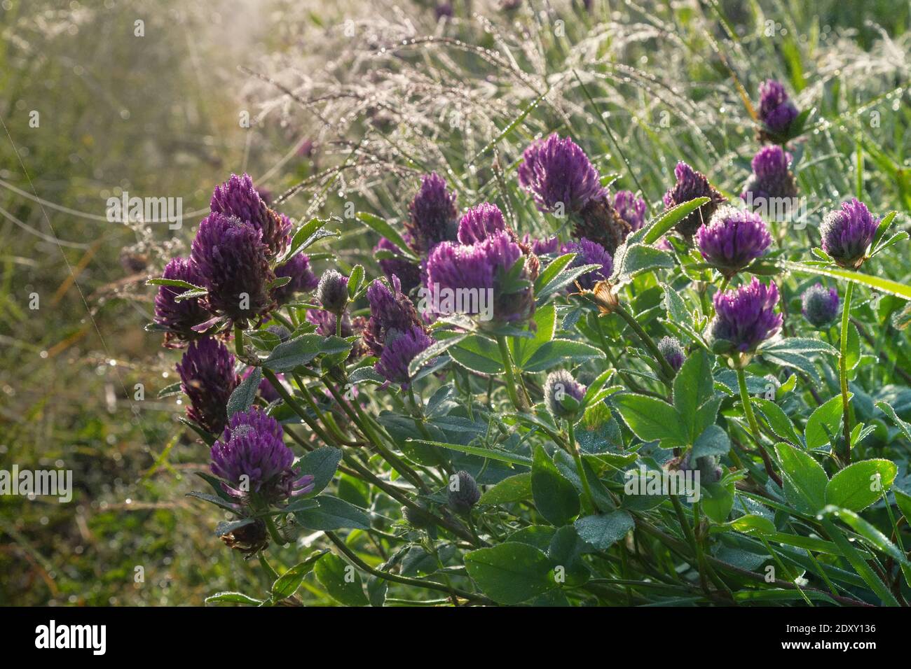 La rugiada mattutina e il trifoglio inglese, trifoglio rosso nella seconda metà d'estate nei prati umidi del Nord Europa. Meadow comunità Foto Stock