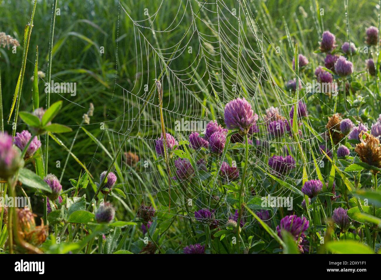 Una mattina estiva piena di piccole meraviglie. Trifoglio in un nastro coperto di rugiada Foto Stock