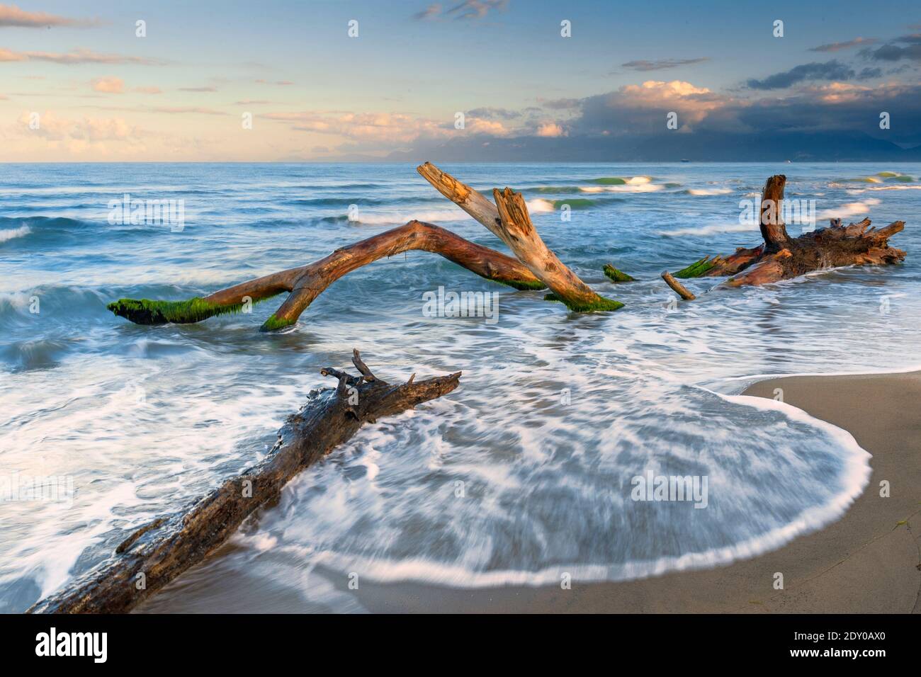 Paesaggio marino, albero morto colpito dalle onde sulla riva, Campania, Italia Foto Stock