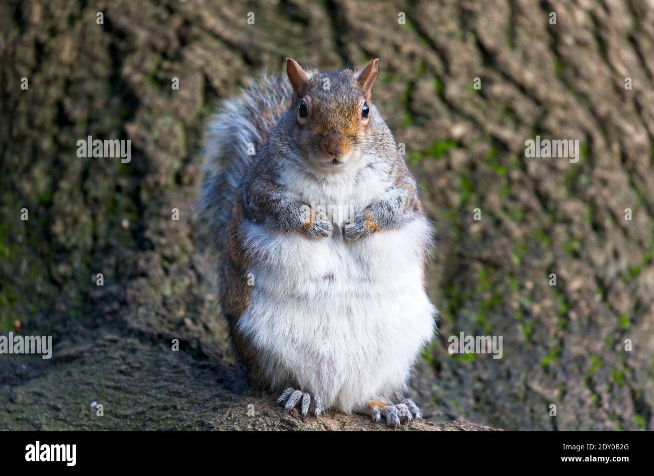 Scoiattolo grigio si ingrosì e con il suo cappotto invernale in piedi in piedi verticale su una radice di albero guardando la macchina fotografica. Foto Stock