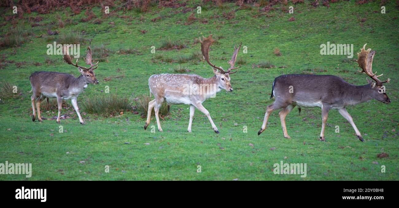 Tre stracci di daini con grandi antlers e colori diversi Camici a piedi in processione al Knole Park National Trust Property A Sevenoaks Kent Regno Unito Foto Stock