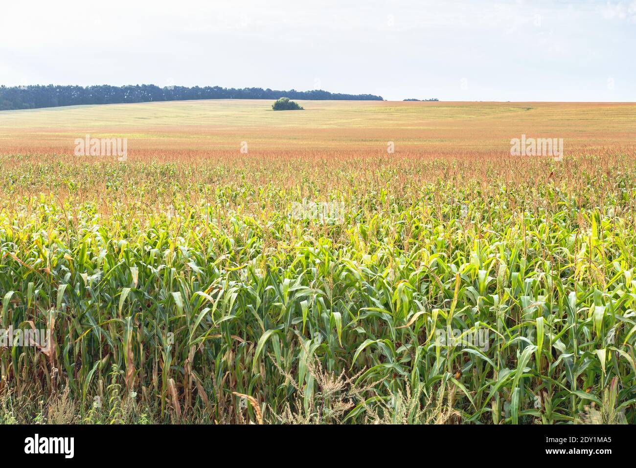 Campo di granoturco Dawn. Questa foto è stata fatta durante la fioritura del mais, quando il campo diventa dorato. Foto Stock