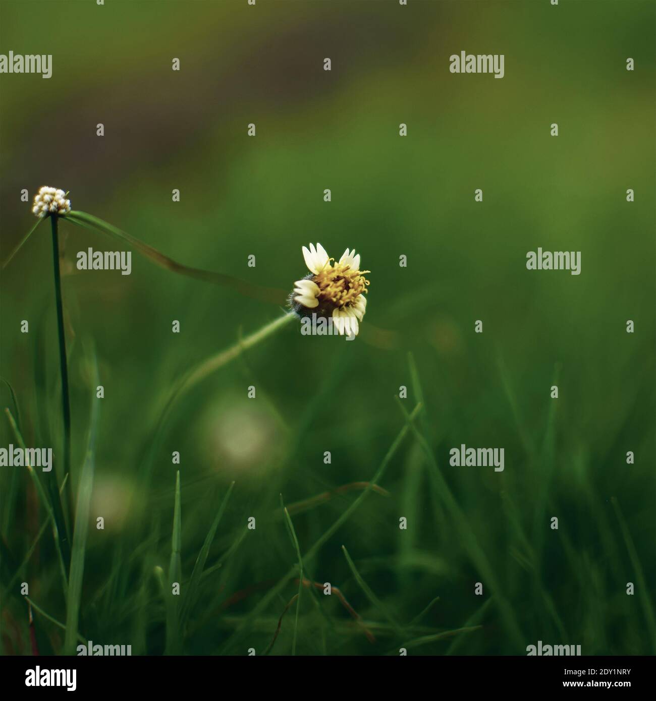 Fiore di Tridax conosciuto anche come fiore di bottoni di cappotto. Tridax procumbens è stato in uso in India per la guarigione delle ferite e come anticoagulante, antifungino. Foto Stock