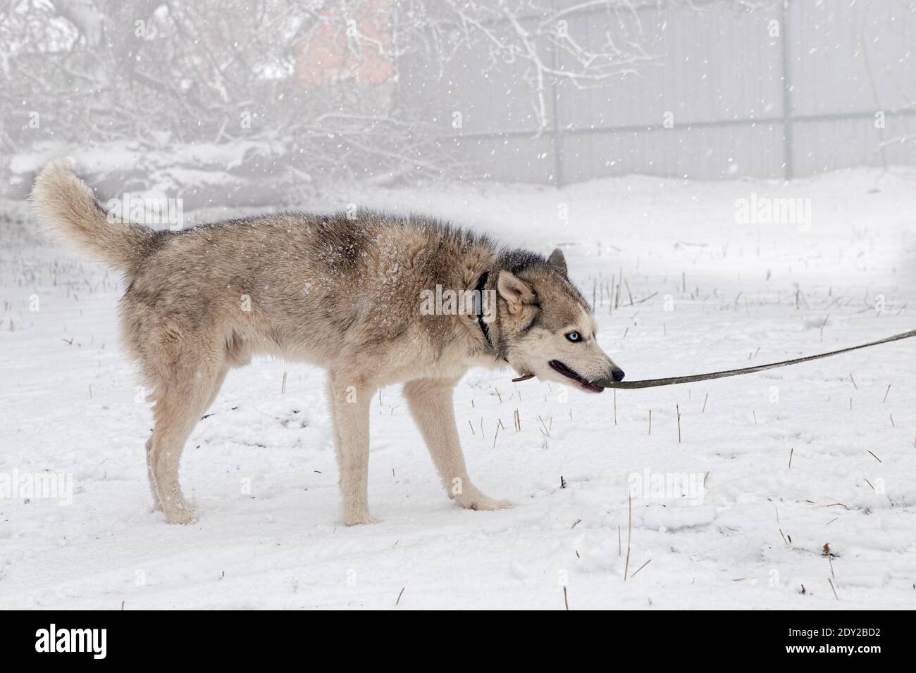 Il cane grigio tira il guinzaglio con i denti per un camminare Foto Stock