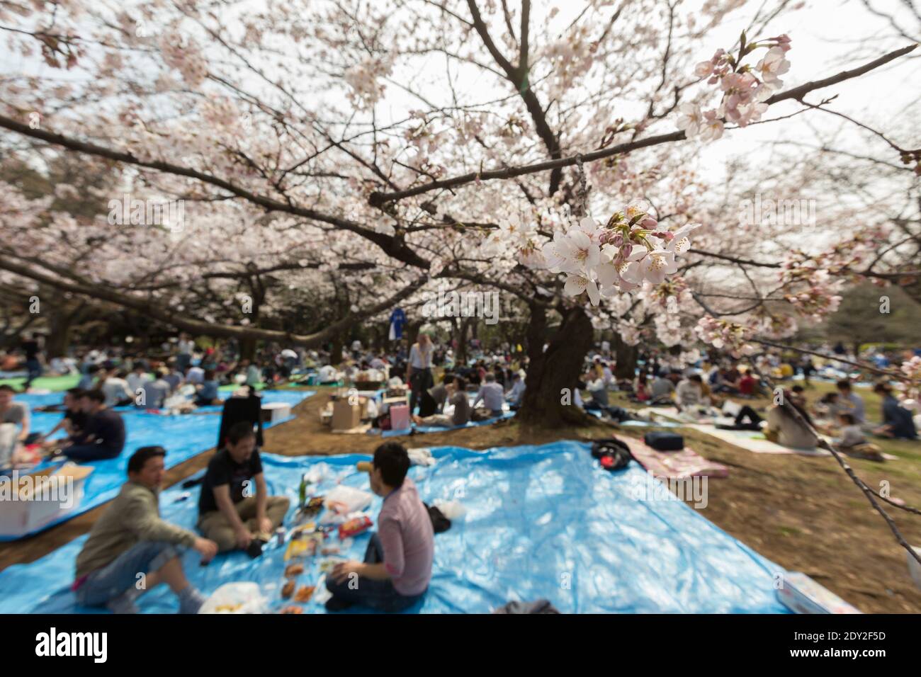 I visitatori del Giappone di Tokyo hanno una fioritura dei ciliegi o un picnic Sakura nel parco Yoyogi. Questi incontri sono chiamati Hanami parties. Foto Stock