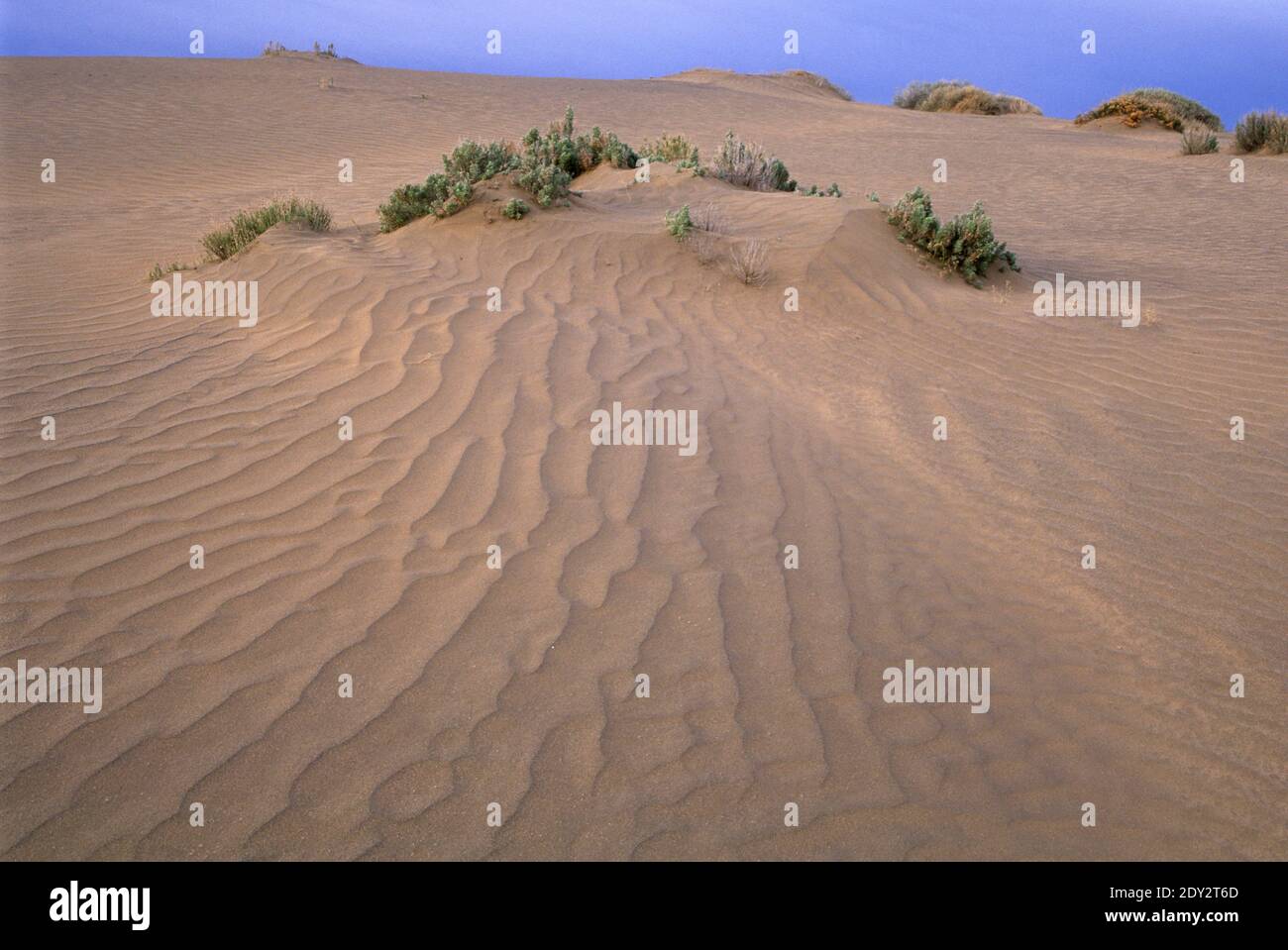 Dune di sabbia, Christmas Valley Sand Dunes Wilderness Study Area, Christmas Valley National Back Country Byway, Oregon Foto Stock