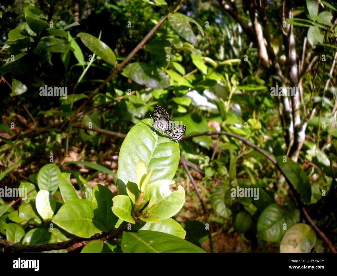 Due piccole farfalle Pierrot comuni che si incontrano sulla foglia di albero Foto Stock