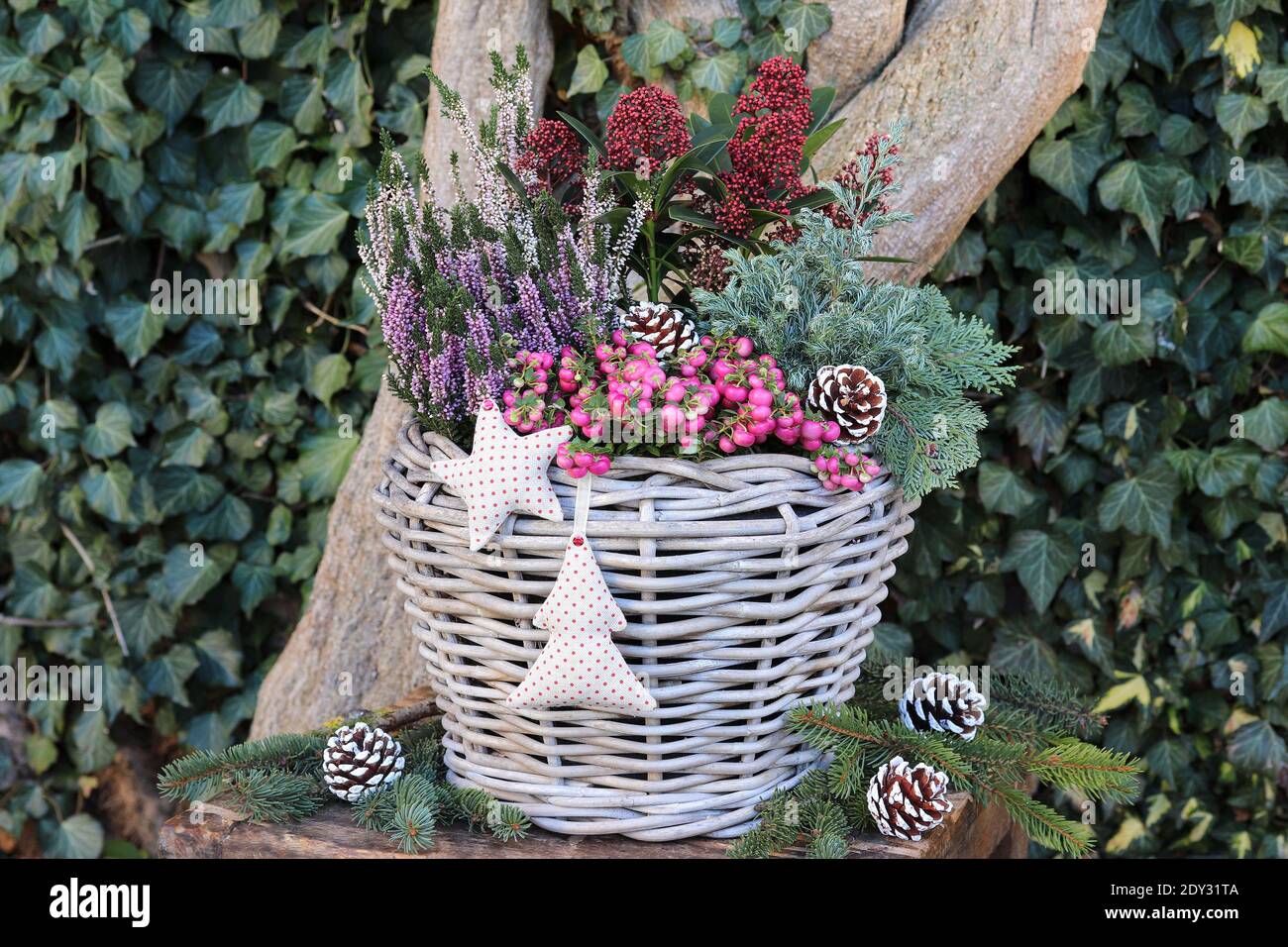 calore di prickly, fiore di erica, japonica skimmia e conifere in cesto come decorazione del giardino d'inverno Foto Stock