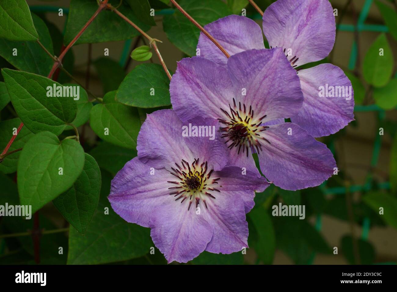 Bella estate fiori in un giardino verticale giardinaggio. Fiori Clematis varietà mattina cielo Foto Stock