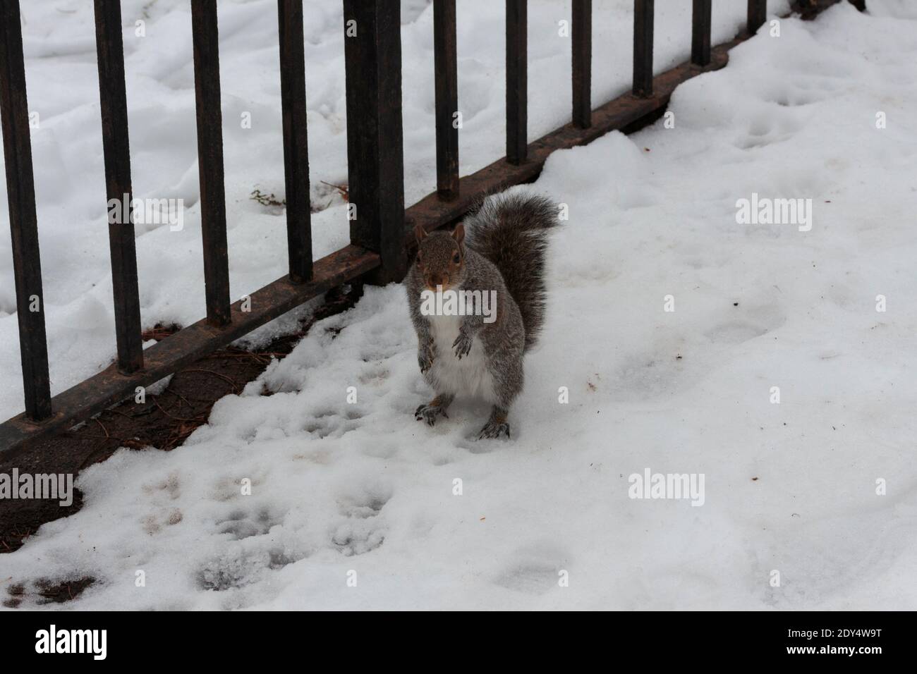 uno scoiattolo grigio si siede sulle gambe posteriori e guarda alla fotocamera con un'espressione sconfinata mentre si è in piedi neve accanto a una recinzione del parco Foto Stock