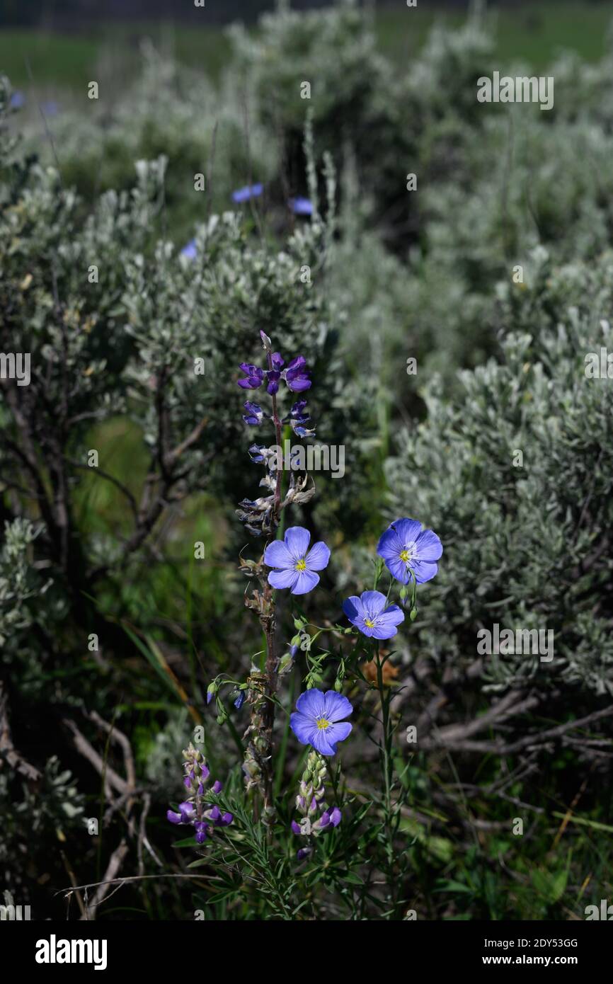 Fiori viola fiorisce in Wyoming Wilderness in estate lungo il Sentiero di Slough Creek Foto Stock