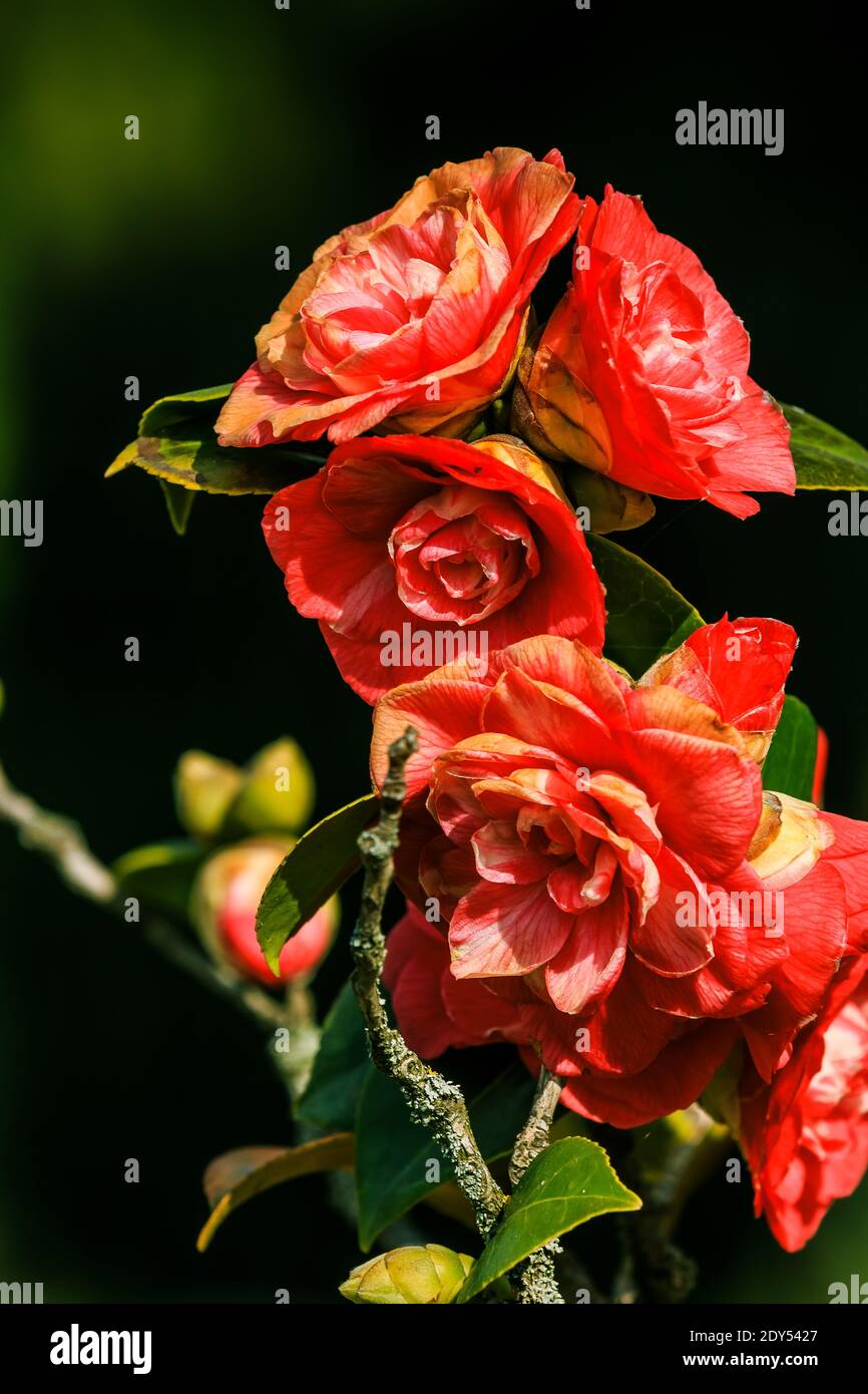 Rosebush al sole. Dettaglio di diversi fiori rossi e arancioni aperti in un giardino selvaggio. Fiori su un arbusto con foglie verdi in primavera Foto Stock