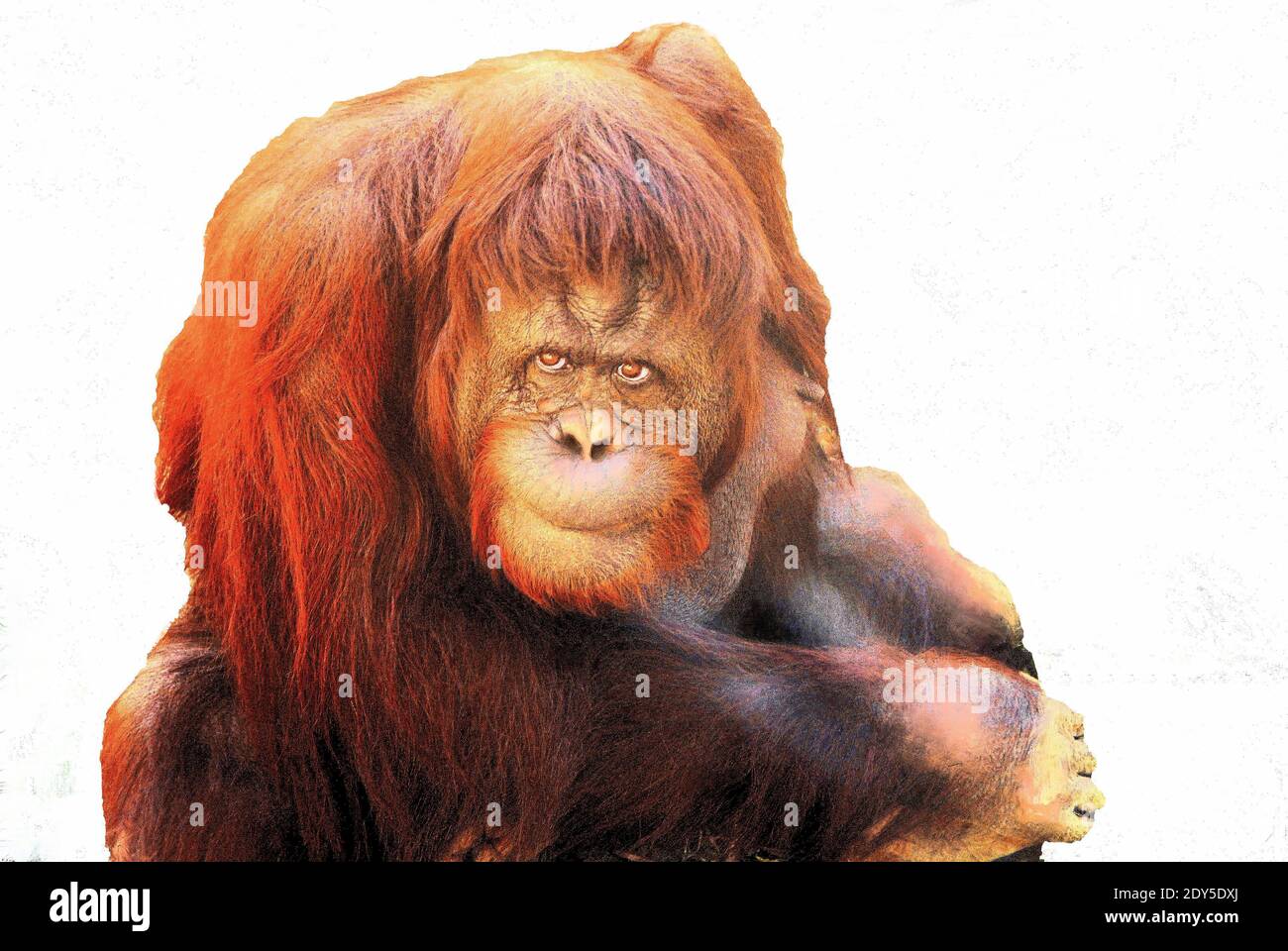Orangutan femminile maturo su uno sfondo bianco guardando la fotocamera, nel Gladys Porter Zoo, a Brownsville, Texas, Stati Uniti. Foto Stock