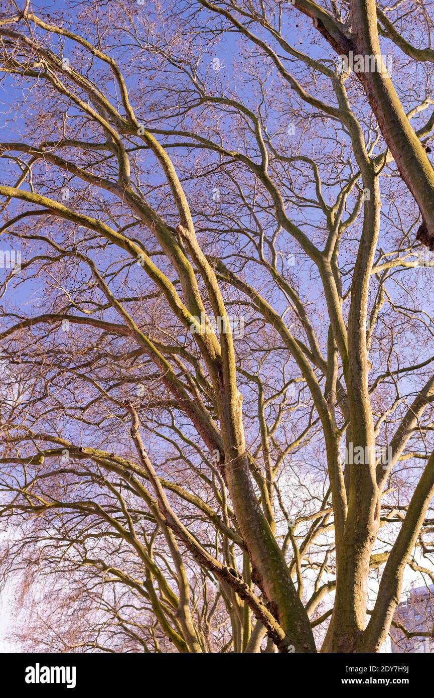 Guardando su alberi senza foglie in inverno contro un cielo blu Foto Stock