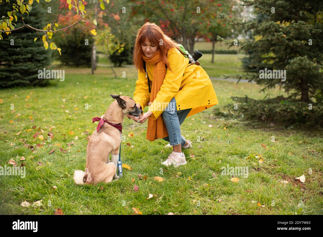 Intera lunghezza giovane femmina dando manciata di dolcetti a cute cane mentre si passa il tempo in autunno parco insieme Foto Stock
