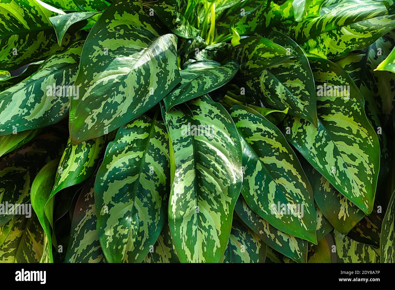 Un grappolo di foglie di aglaonema su una pianta. Foto Stock
