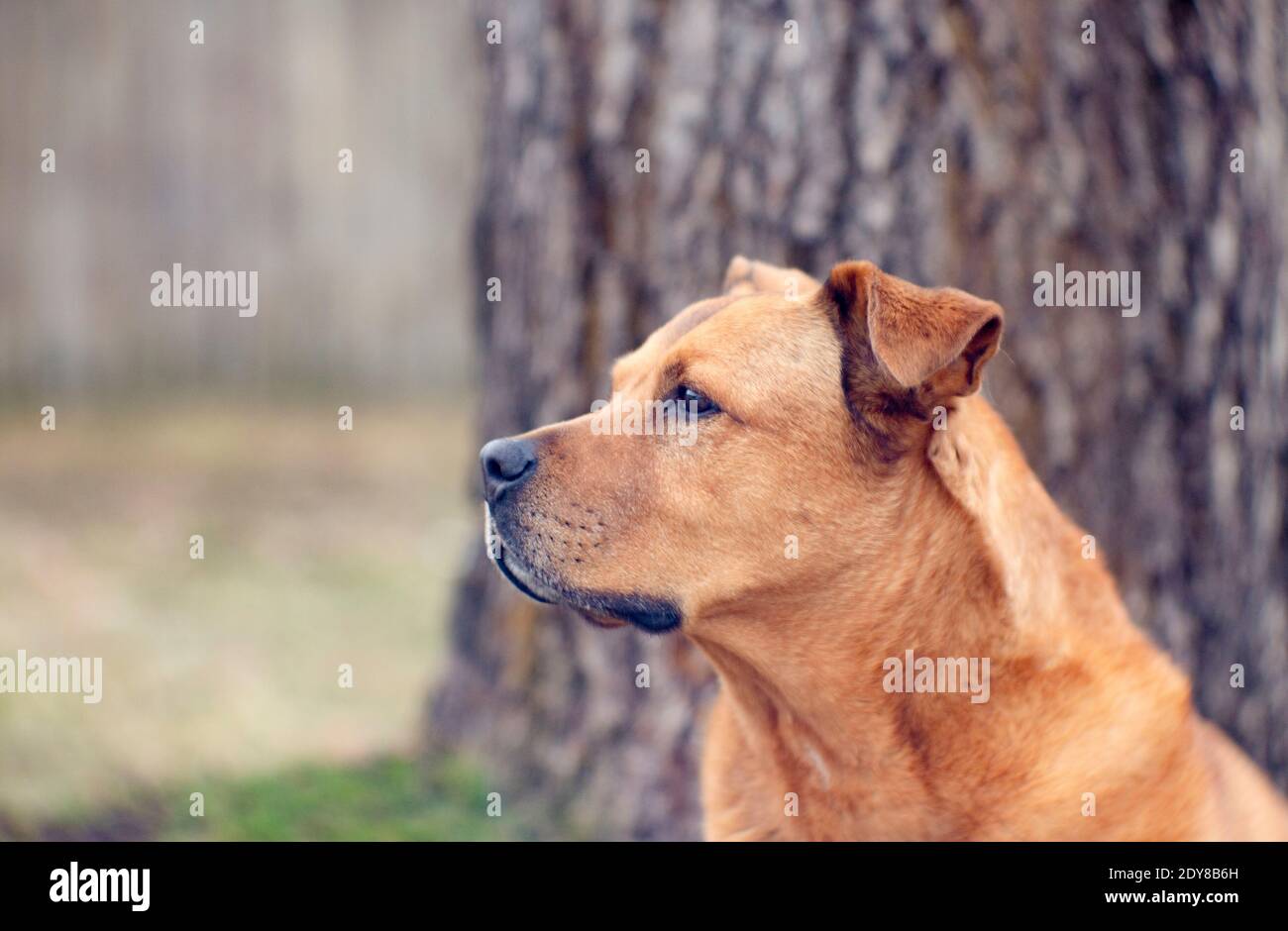 Bubba. Troy, Montana. L'immagine è stata scattata con un'antica lente Petzval da 100 mm f/2.8 Spencer montata su una reflex Canon EOS 6D. Bubba è un mix di croce bulldog Foto Stock