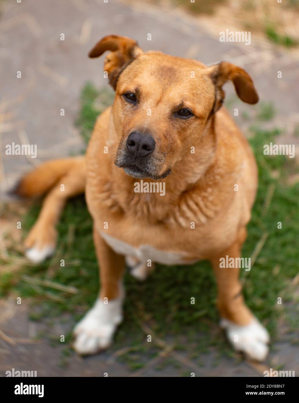 Bubba. Troy, Montana. L'immagine è stata scattata con un'antica lente Petzval da 100 mm f/2.8 Spencer montata su una reflex Canon EOS 6D. Bubba è un mix di croce bulldog Foto Stock