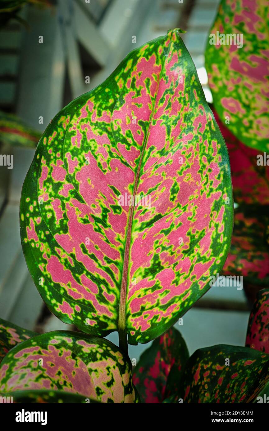 Foglie di aglaonema vivide verdi e rosa. Foto Stock
