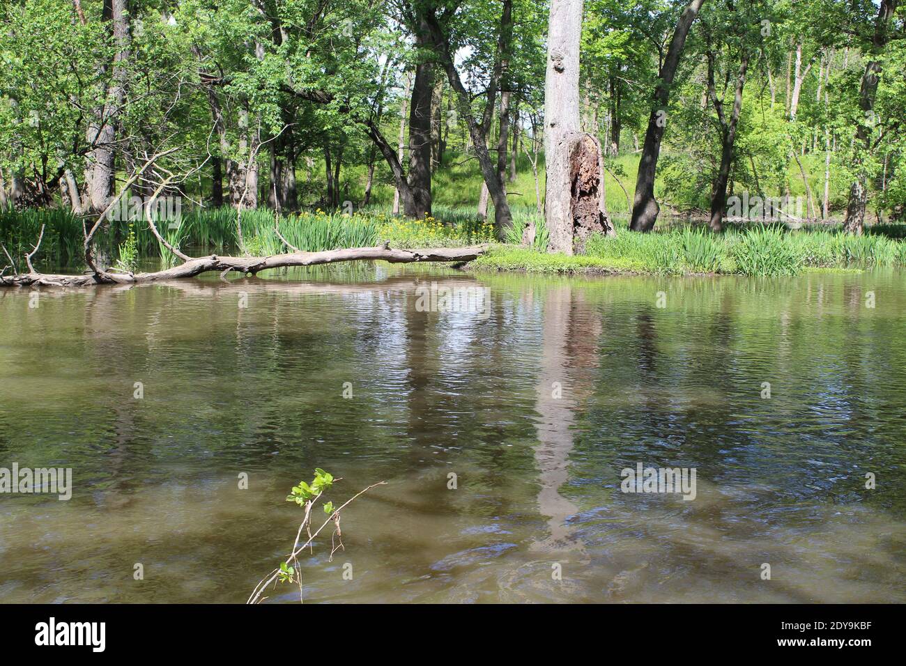 Ramo nord del fiume Chicago in primavera a Miami Woods a Morton Grove, Illinois Foto Stock